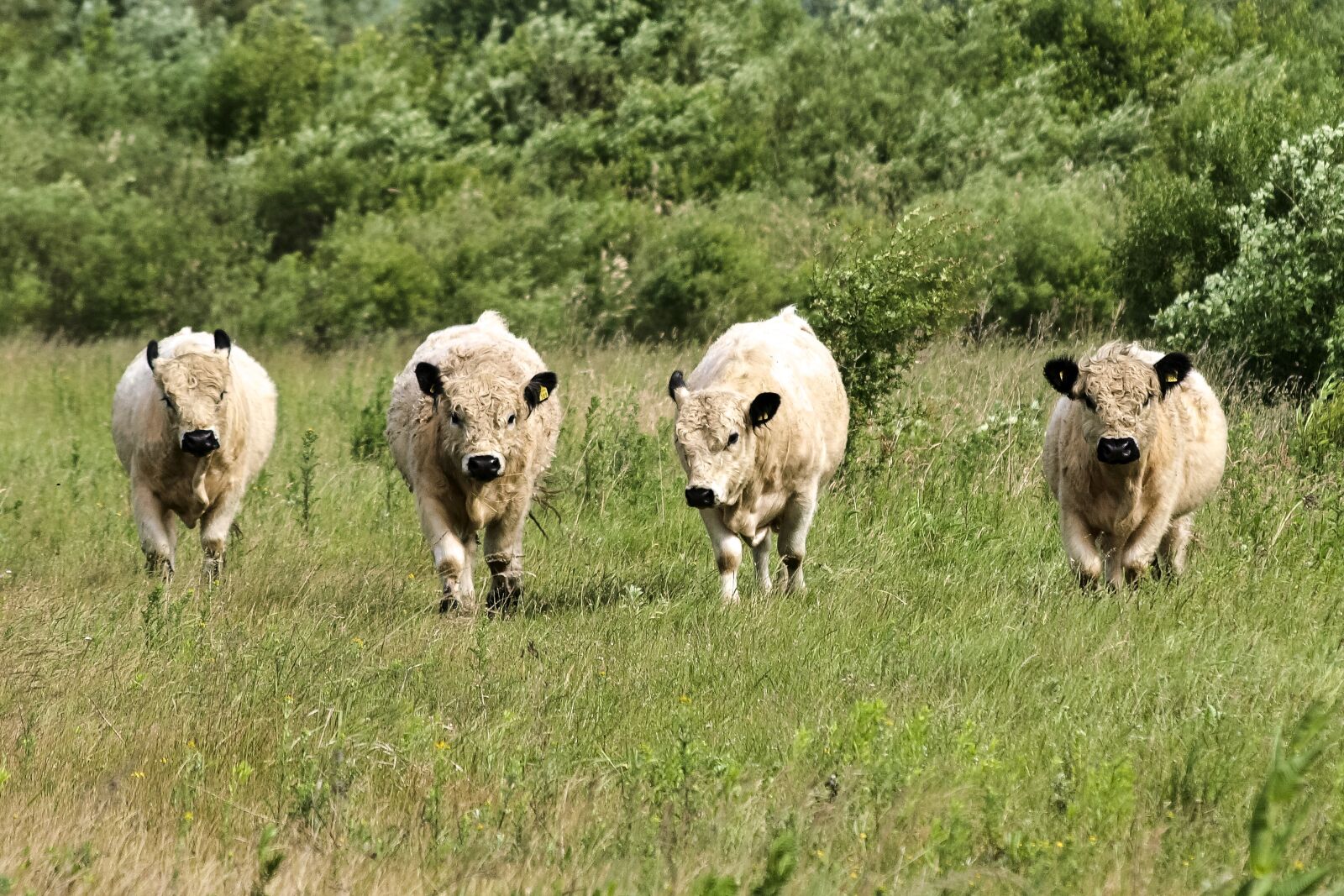 Olympus E-3 sample photo. Galloway, livestock, mammal photography
