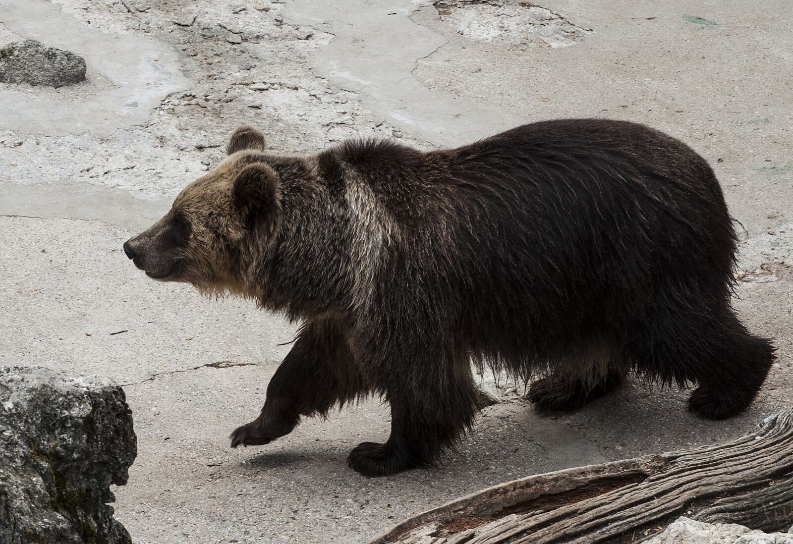 Nikon D5000 sample photo. Zoo, animals, nature photography