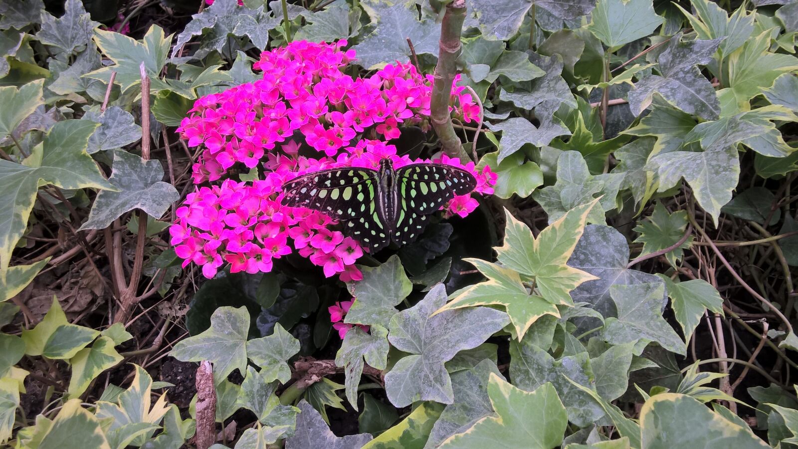 Nokia Lumia 830 sample photo. Butterfly, blossom, bloom photography
