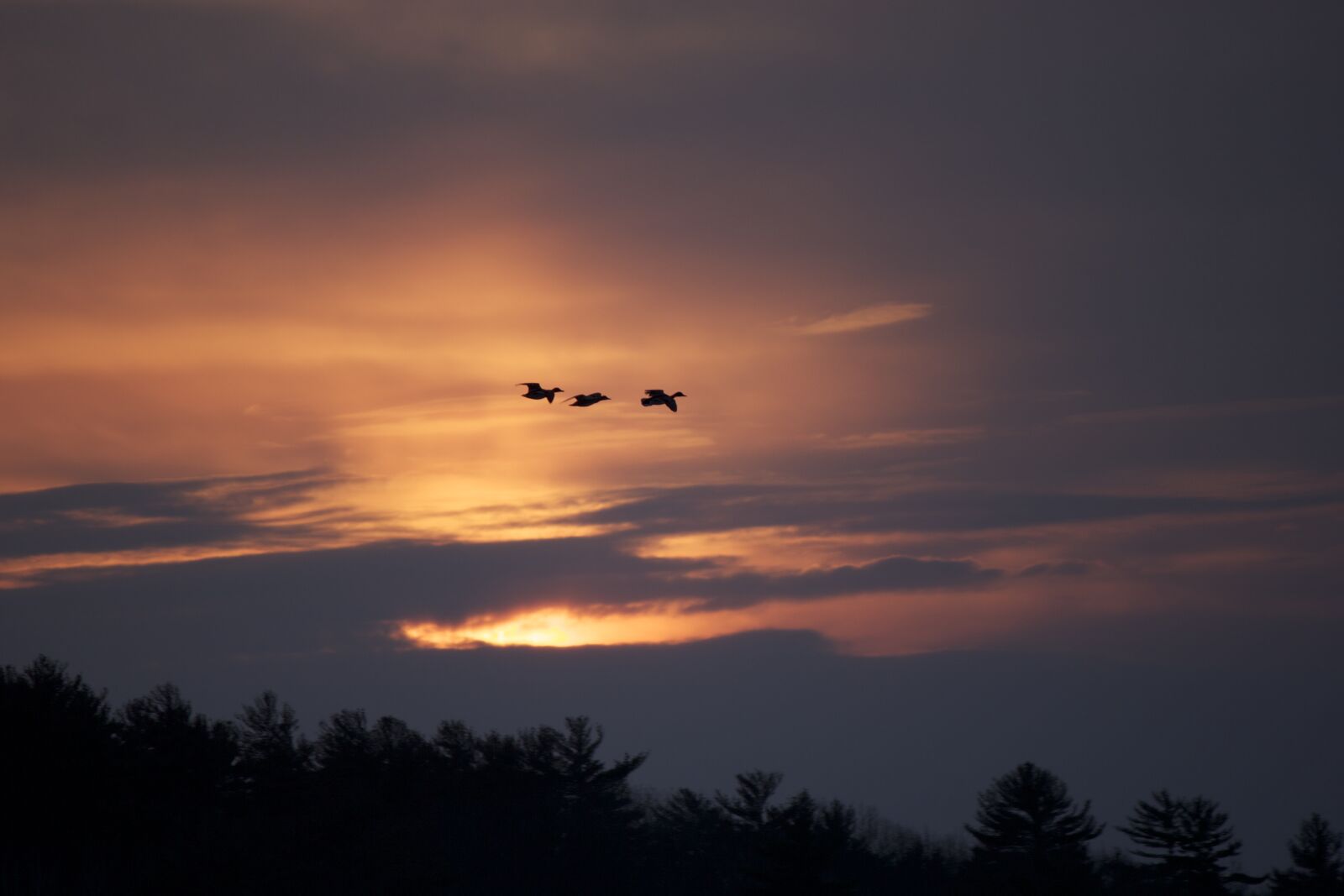 Canon EOS 550D (EOS Rebel T2i / EOS Kiss X4) sample photo. Clouds, sunset, trees photography