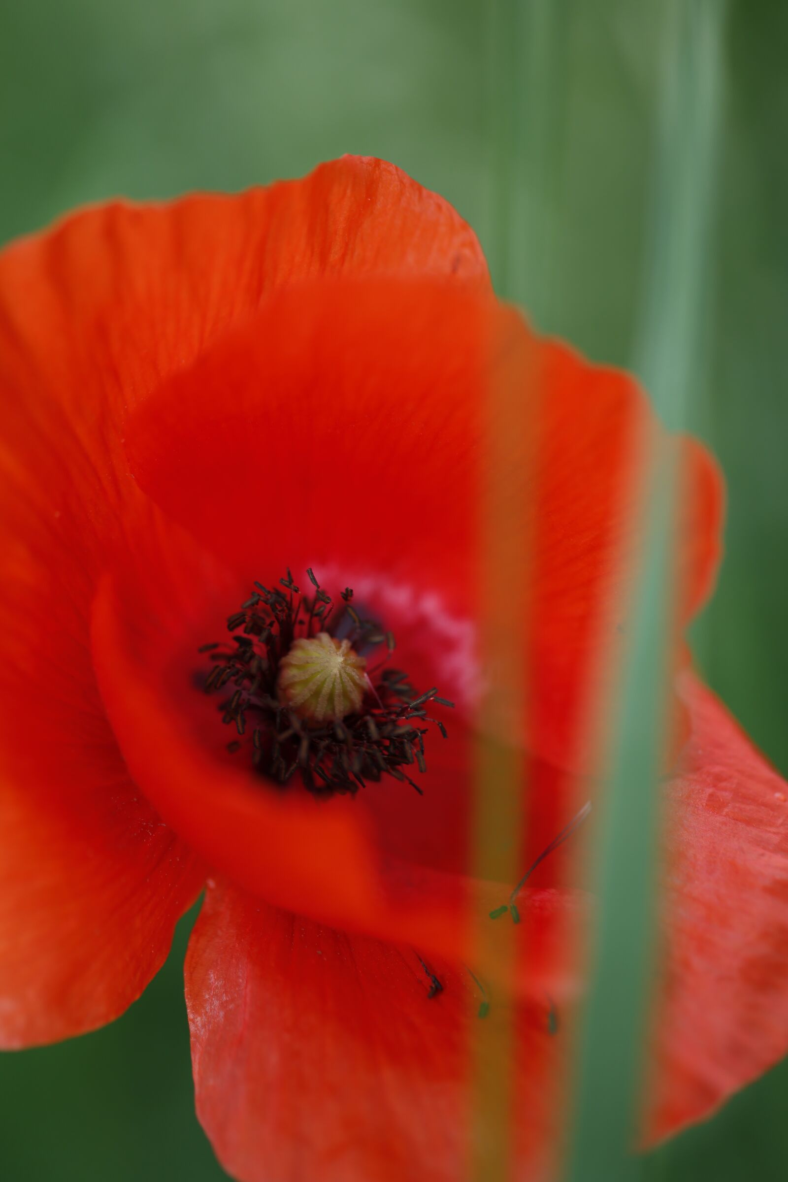 Canon EF 100mm F2.8L Macro IS USM sample photo. Poppy, flower, nature photography