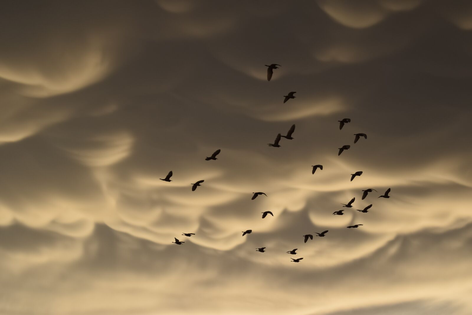 Nikon D3300 sample photo. Mammatus clouds, birds, migratory photography