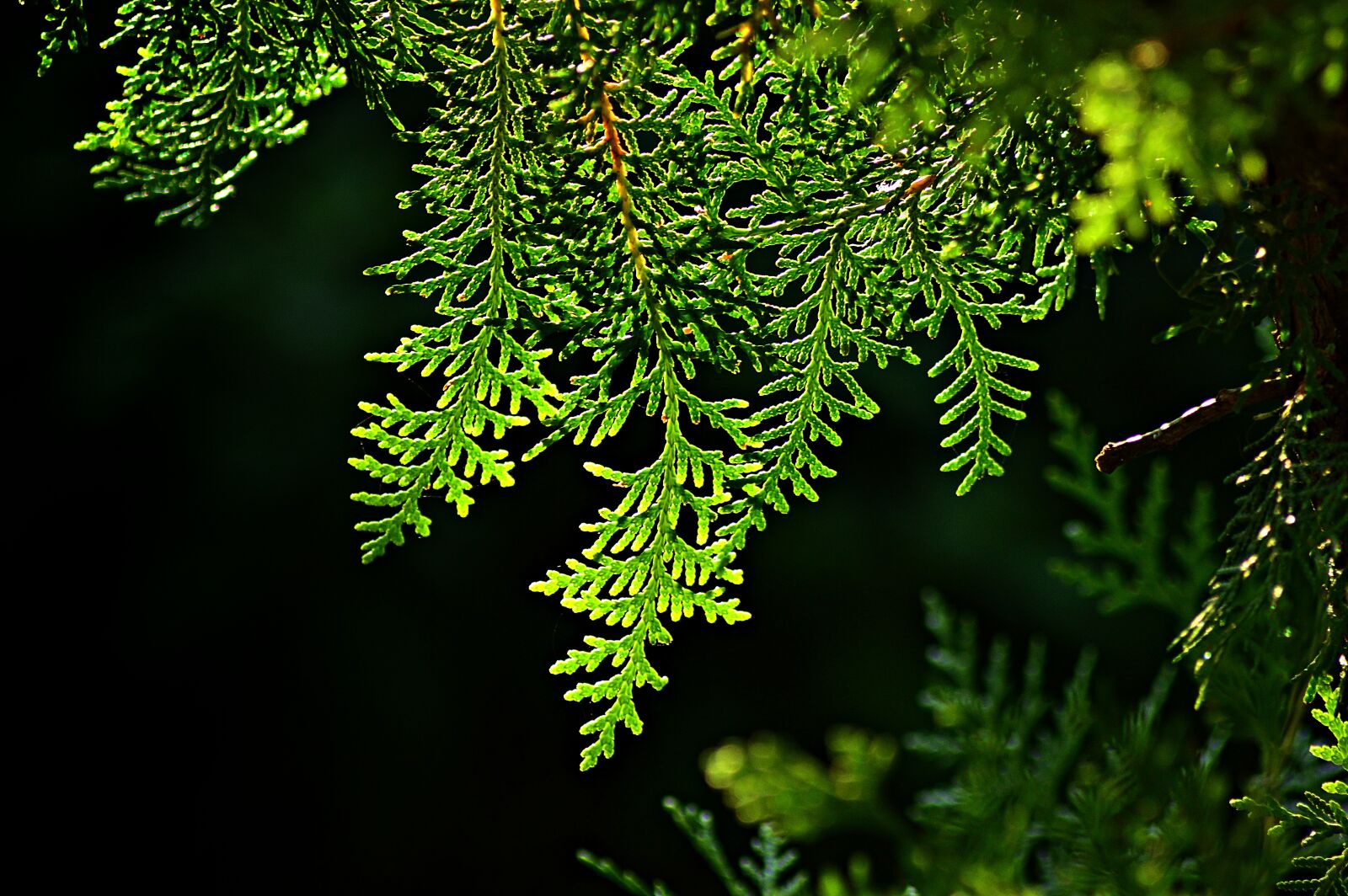 Nikon D3200 sample photo. Thuja, tujafa, evergreen photography