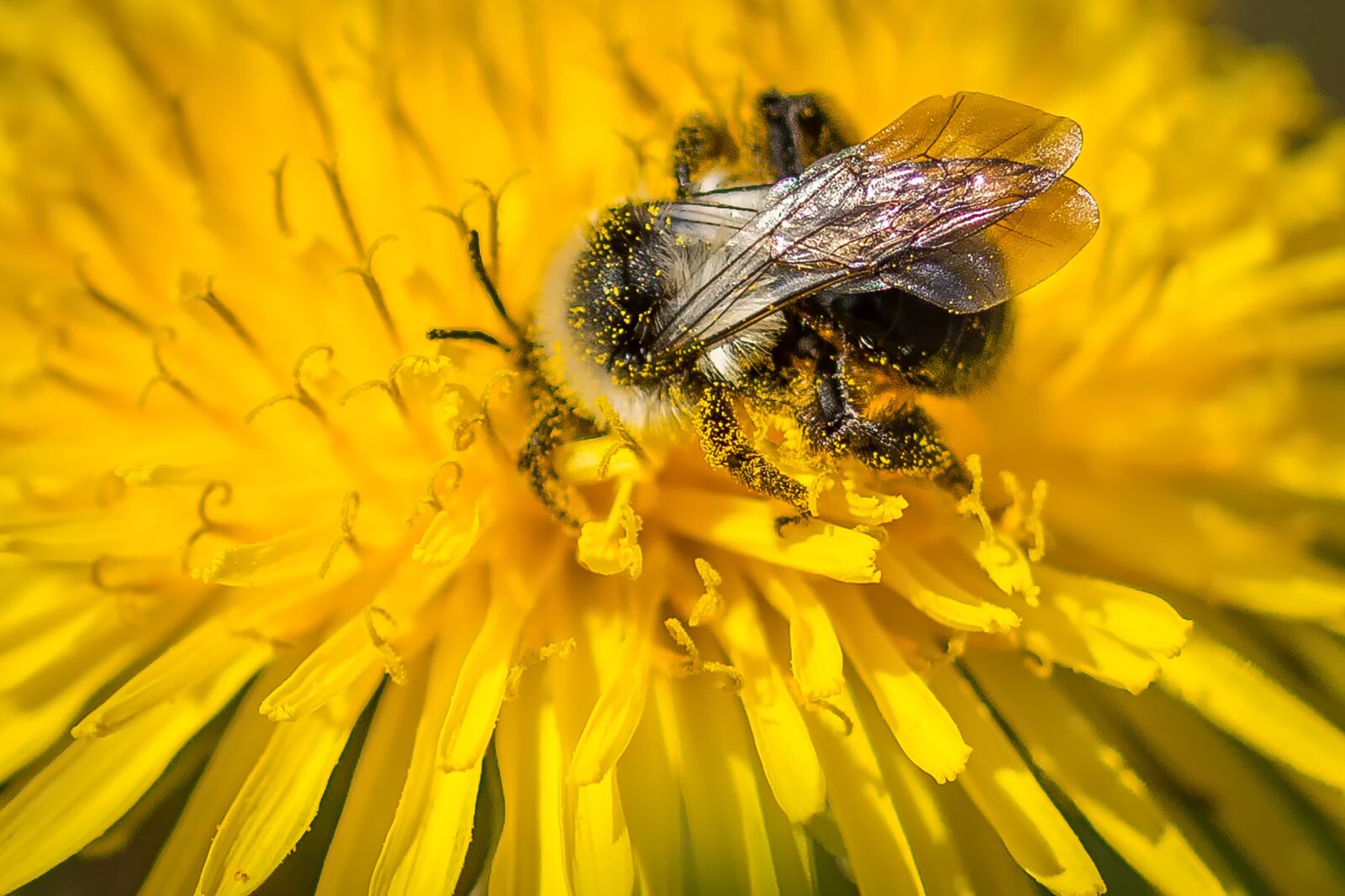Nikon D7200 sample photo. Hummel, dandelion, flower photography