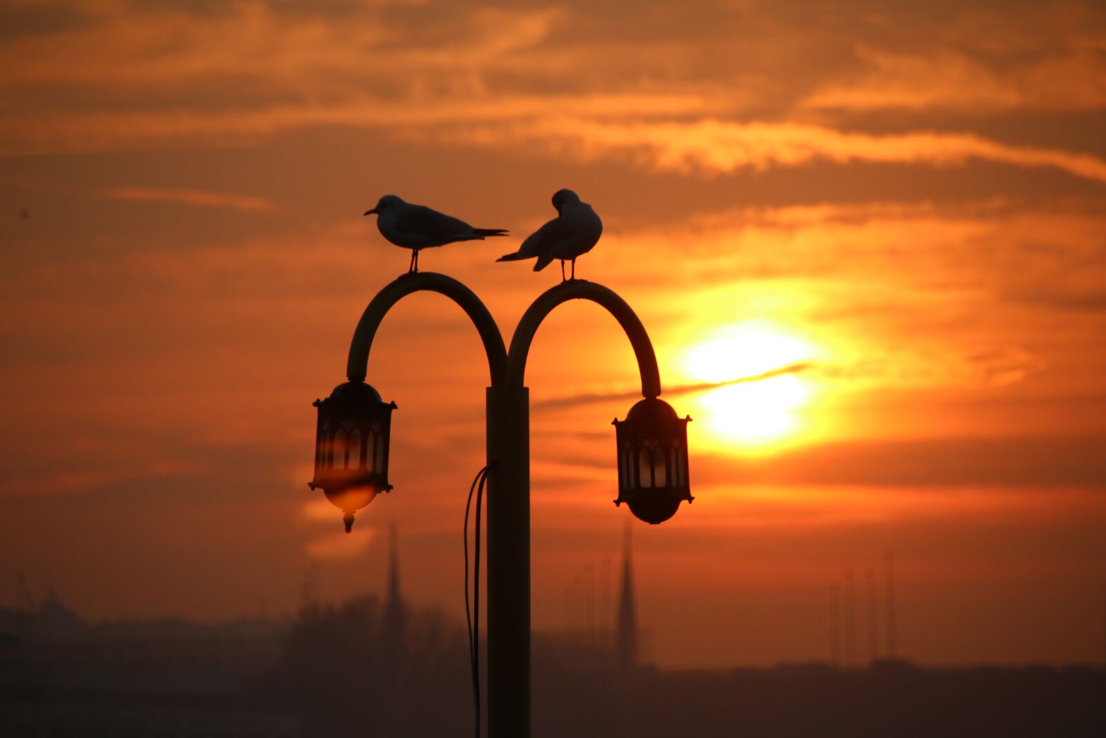 Canon EOS 70D sample photo. Seagull, marine, mosque photography