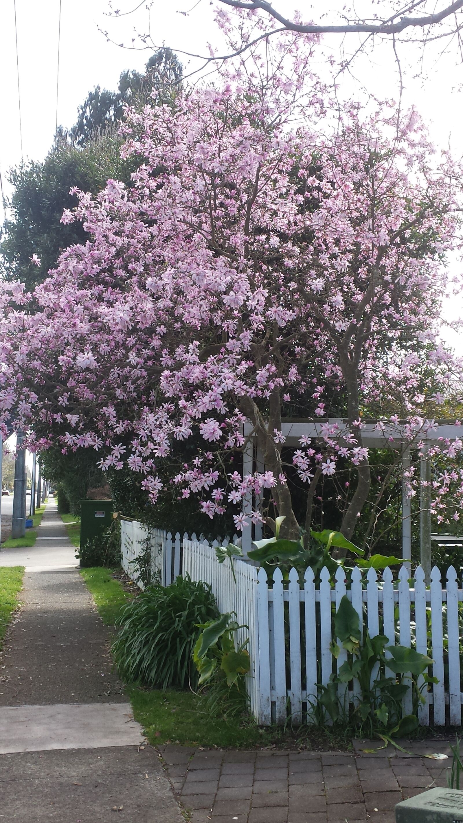 Samsung Galaxy S4 sample photo