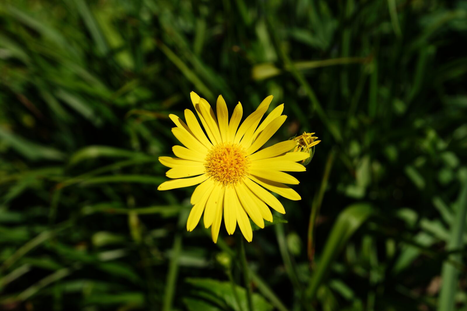 Sony a99 II + MACRO 50mm F2.8 sample photo. Blossom, bloom, yellow photography