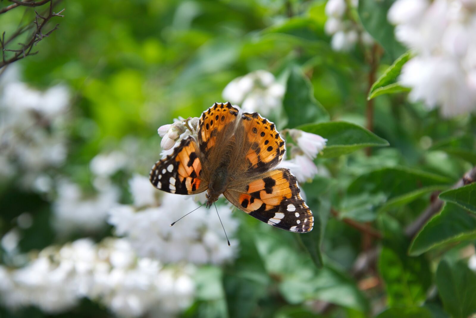 Nikon D60 sample photo. Butterfly, blossom, nature photography