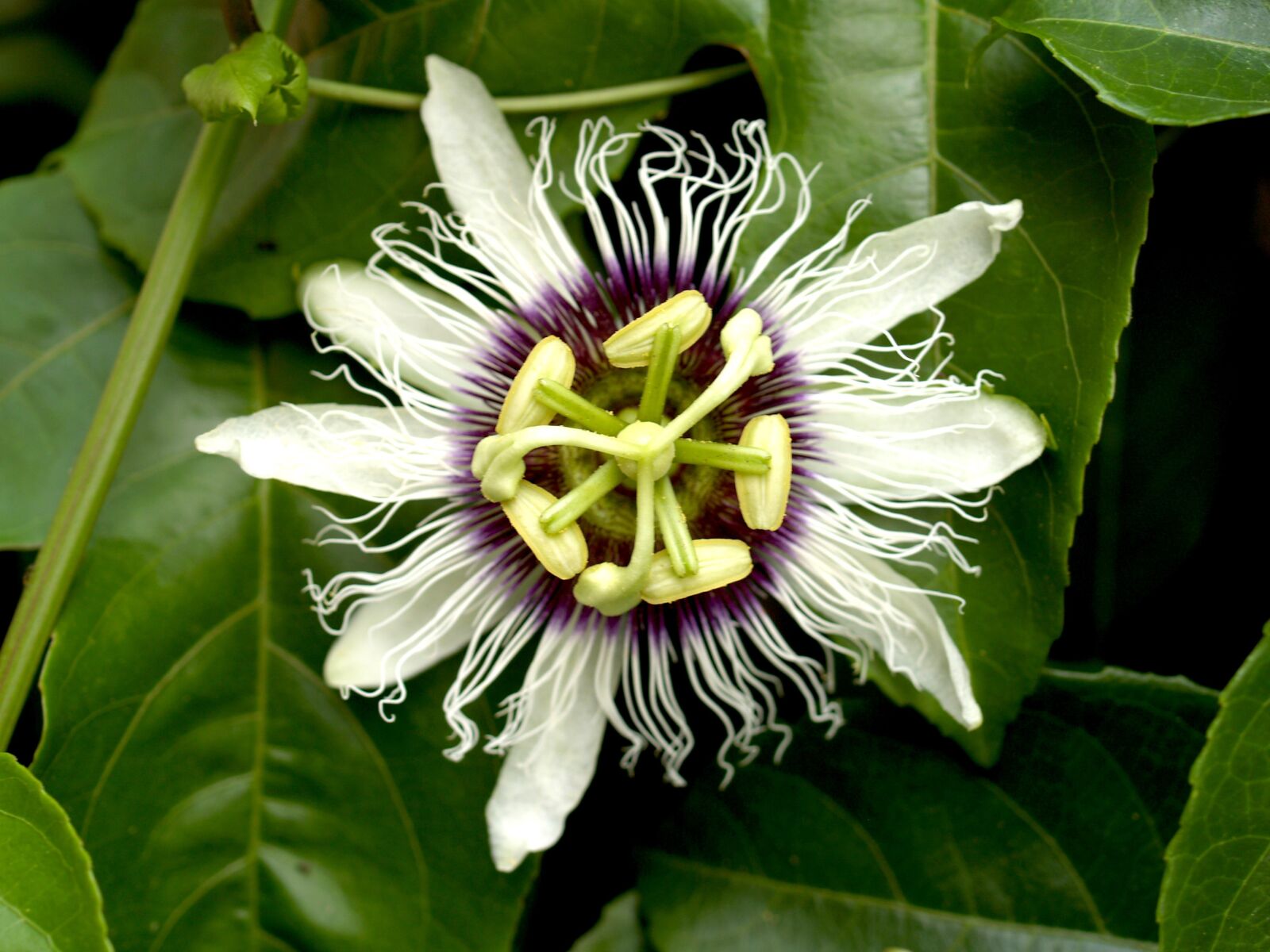 Olympus E-300 (EVOLT E-300) sample photo. Passion, flower, fruit photography
