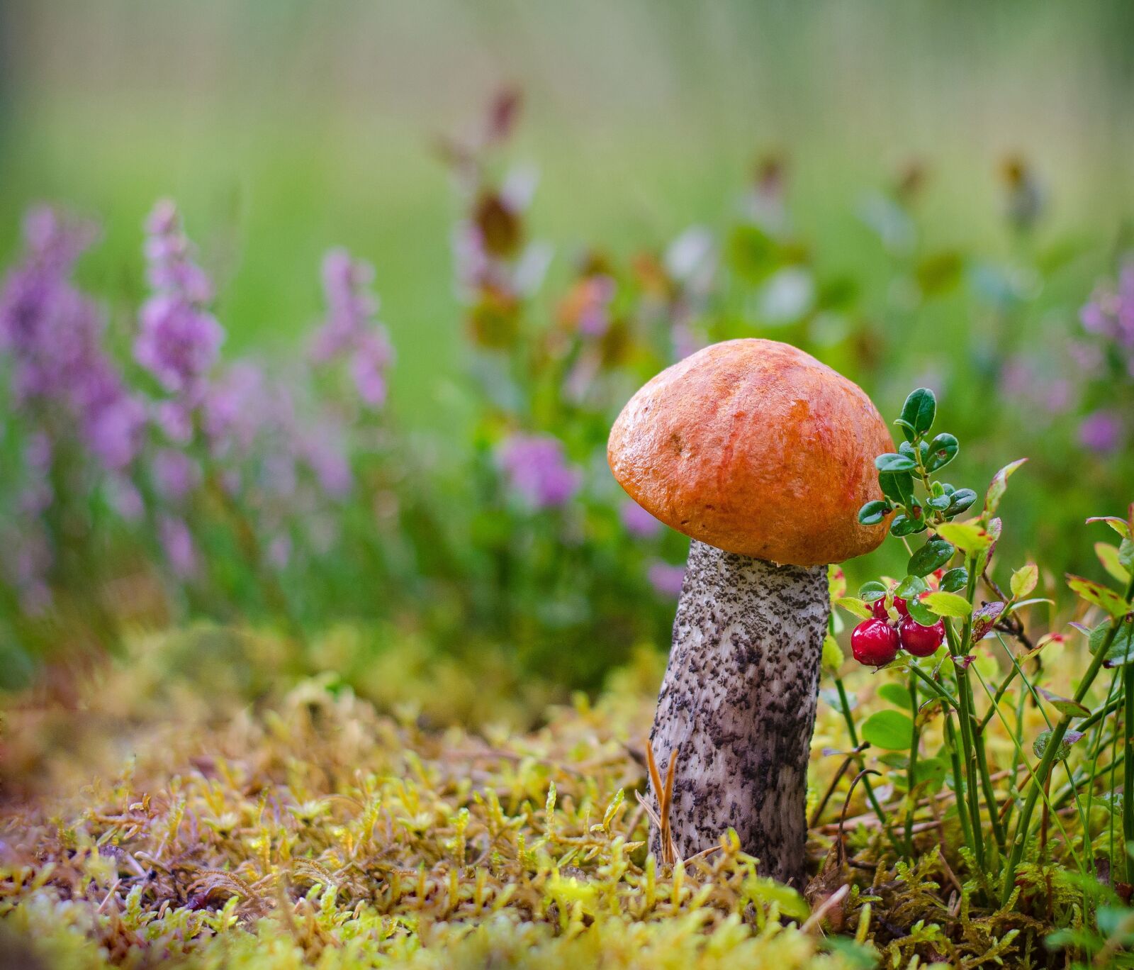Nikon D5100 sample photo. Mushrooms, forest, litter photography