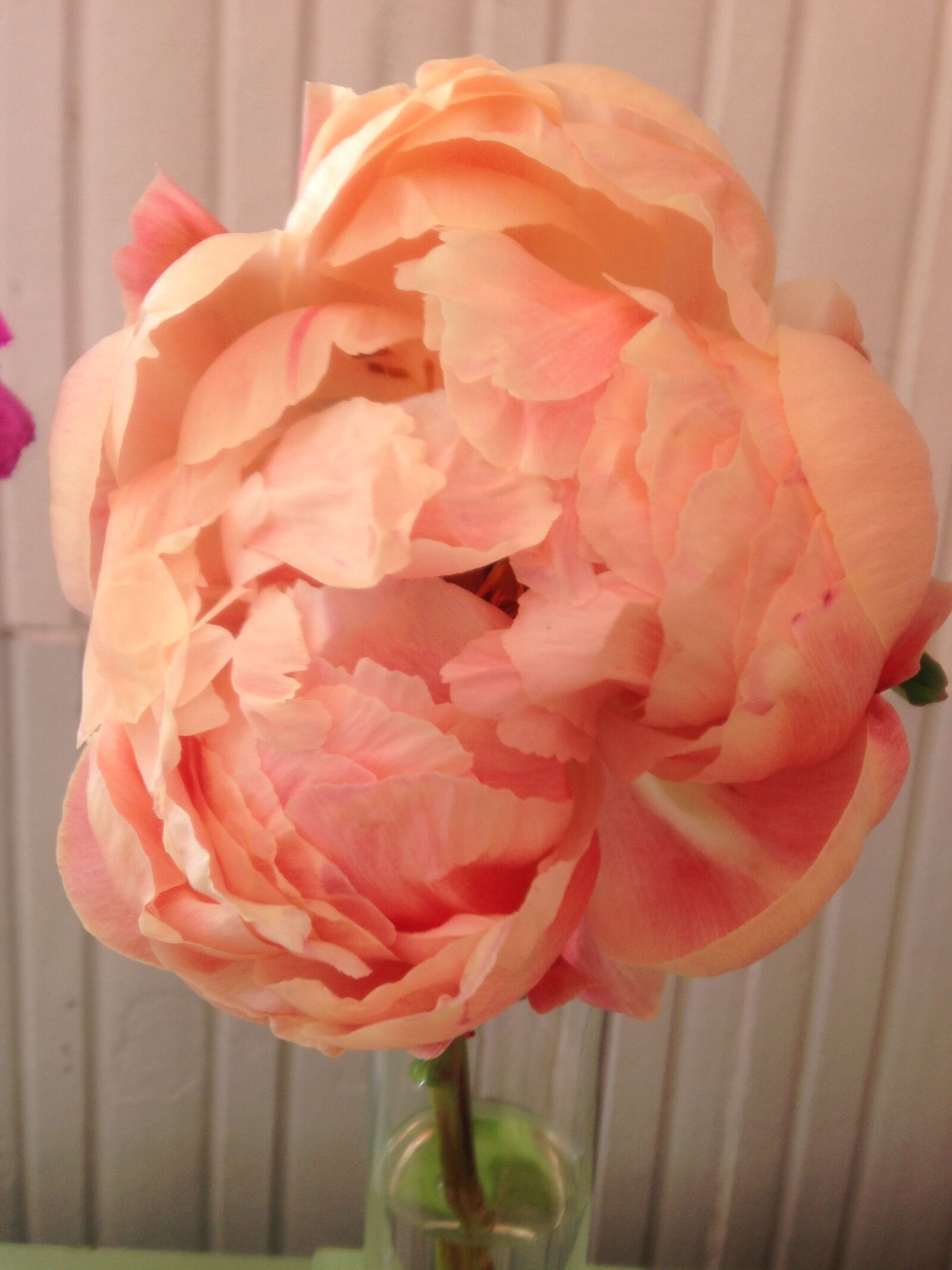 iPhone 5 back camera 4.12mm f/2.4 sample photo. Orange, flower, bloom photography
