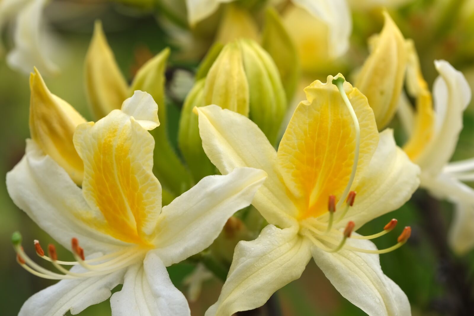 Fujifilm XF 80mm F2.8 R LM OIS WR Macro sample photo. Flowers, rhododendrons, yellow photography