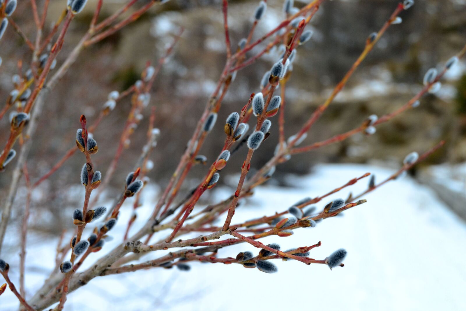 Nikon D3100 sample photo. Nature, winter, cold photography