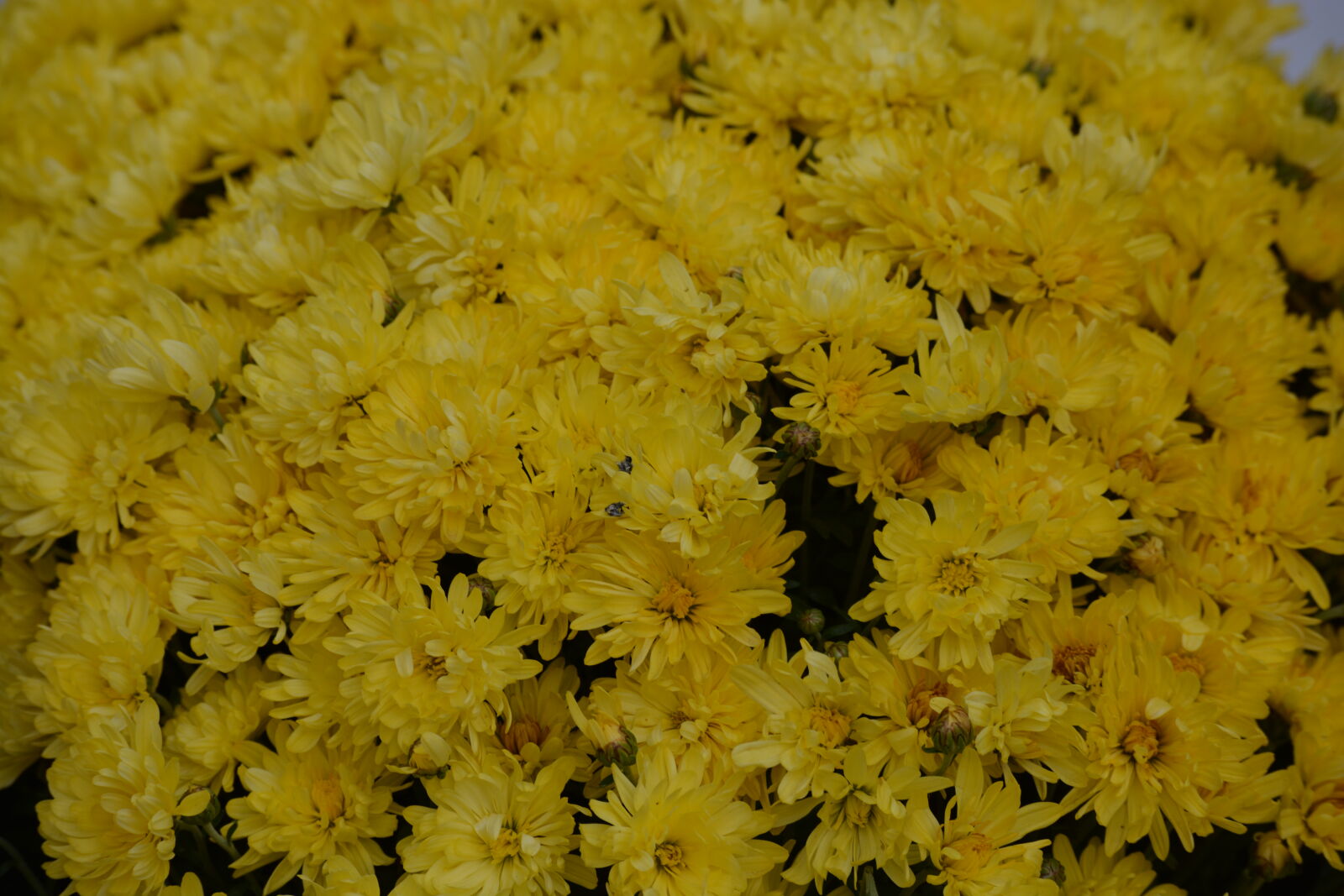 Nikon D5200 + Nikon AF-S DX Nikkor 55-200mm F4-5.6G VR II sample photo. Flowers, yellow, yellow, flowers photography