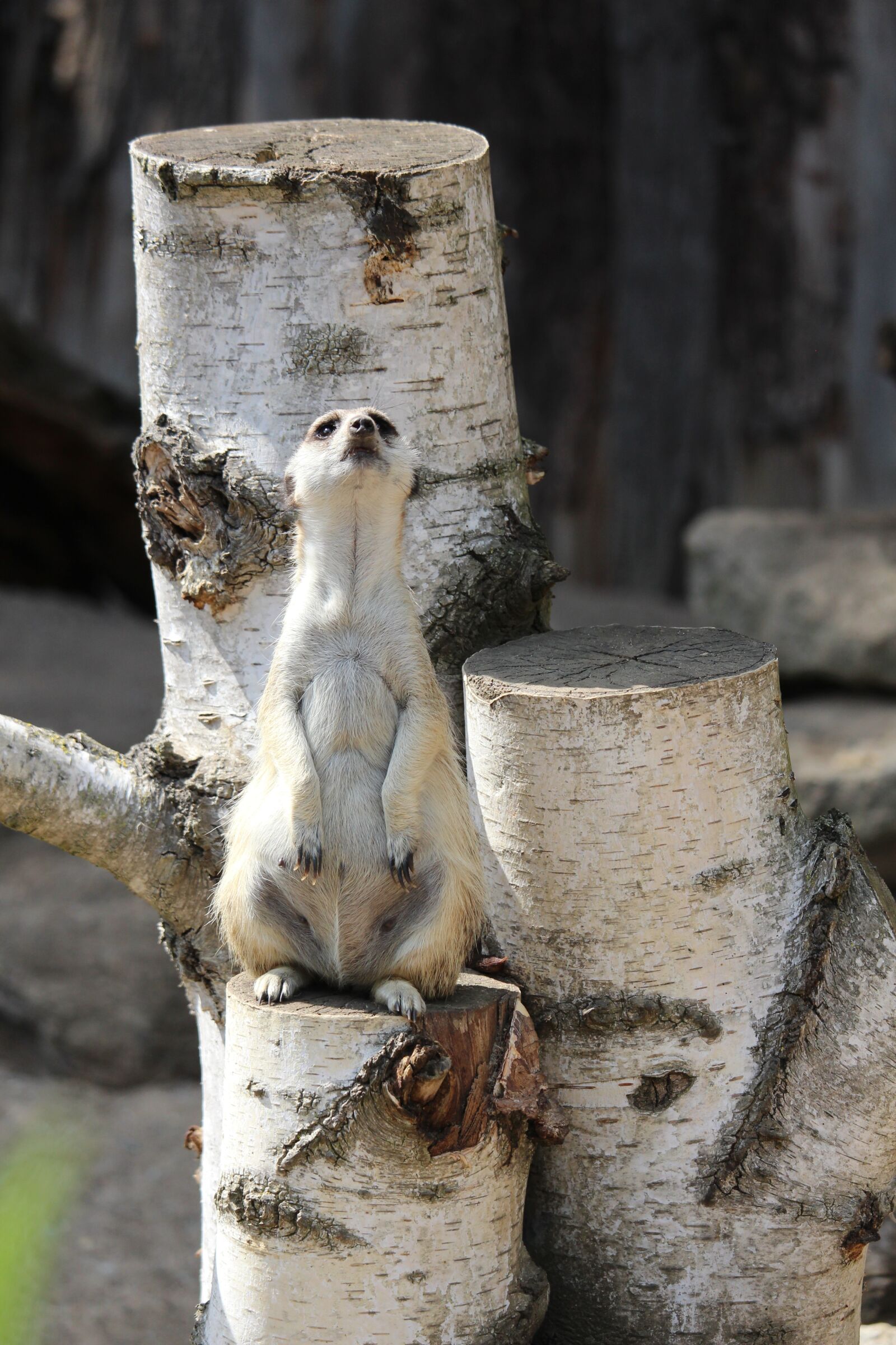 Canon EF-S 55-250mm F4-5.6 IS STM sample photo. Meerkat, zoo, nature photography