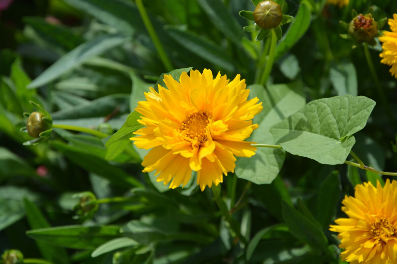 Nikon D5200 sample photo. Yellow flower green, petals photography