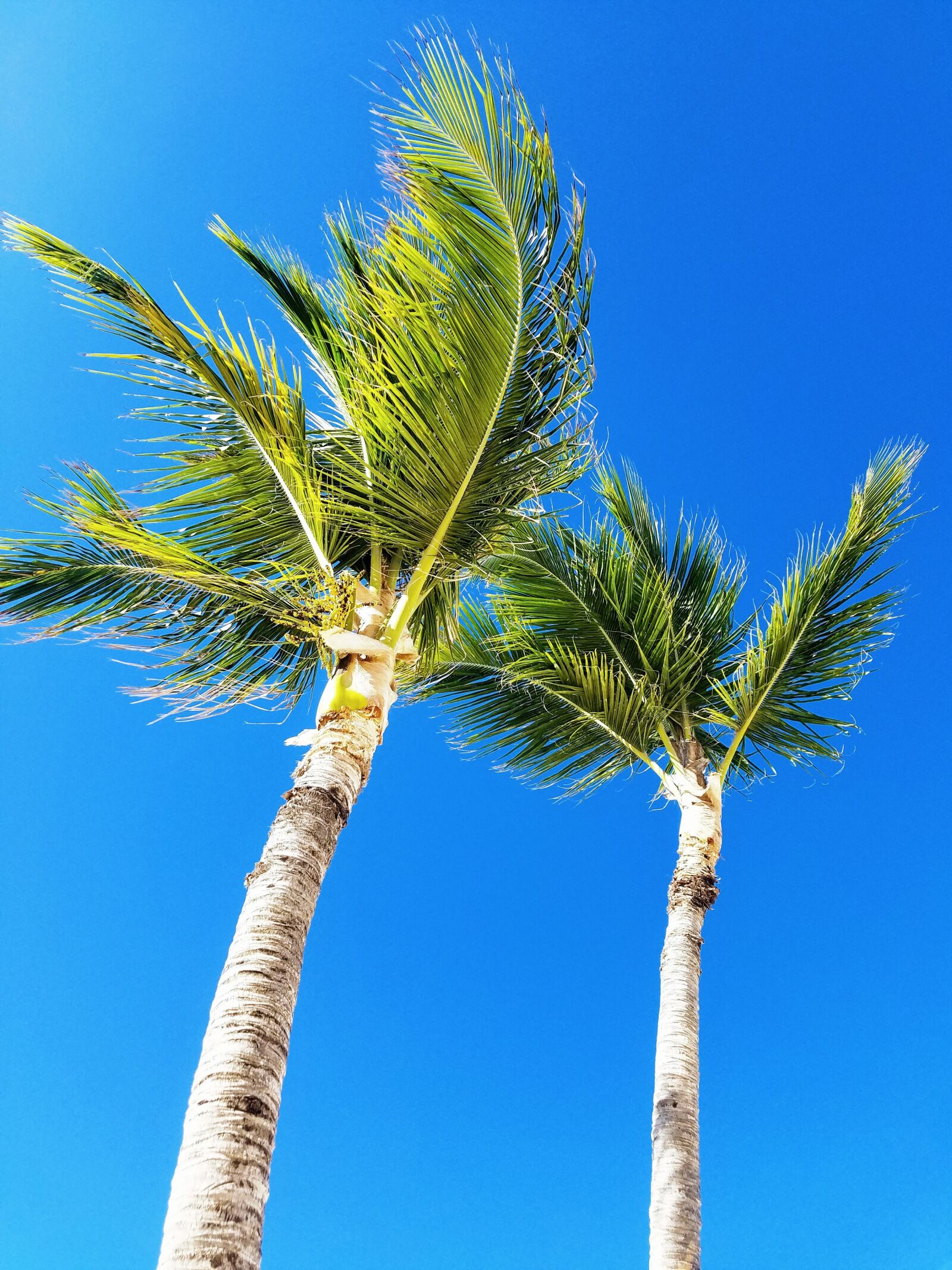 Samsung Galaxy S7 sample photo. Palm tree, caribbean sky photography