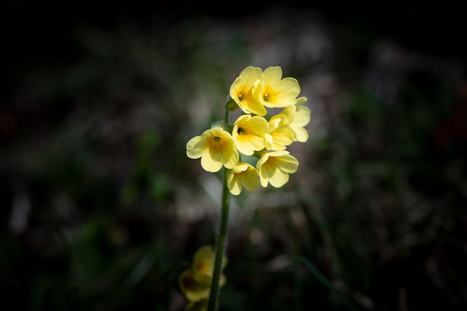 Nikon D750 sample photo. Cowslip, flower, pointed flower photography