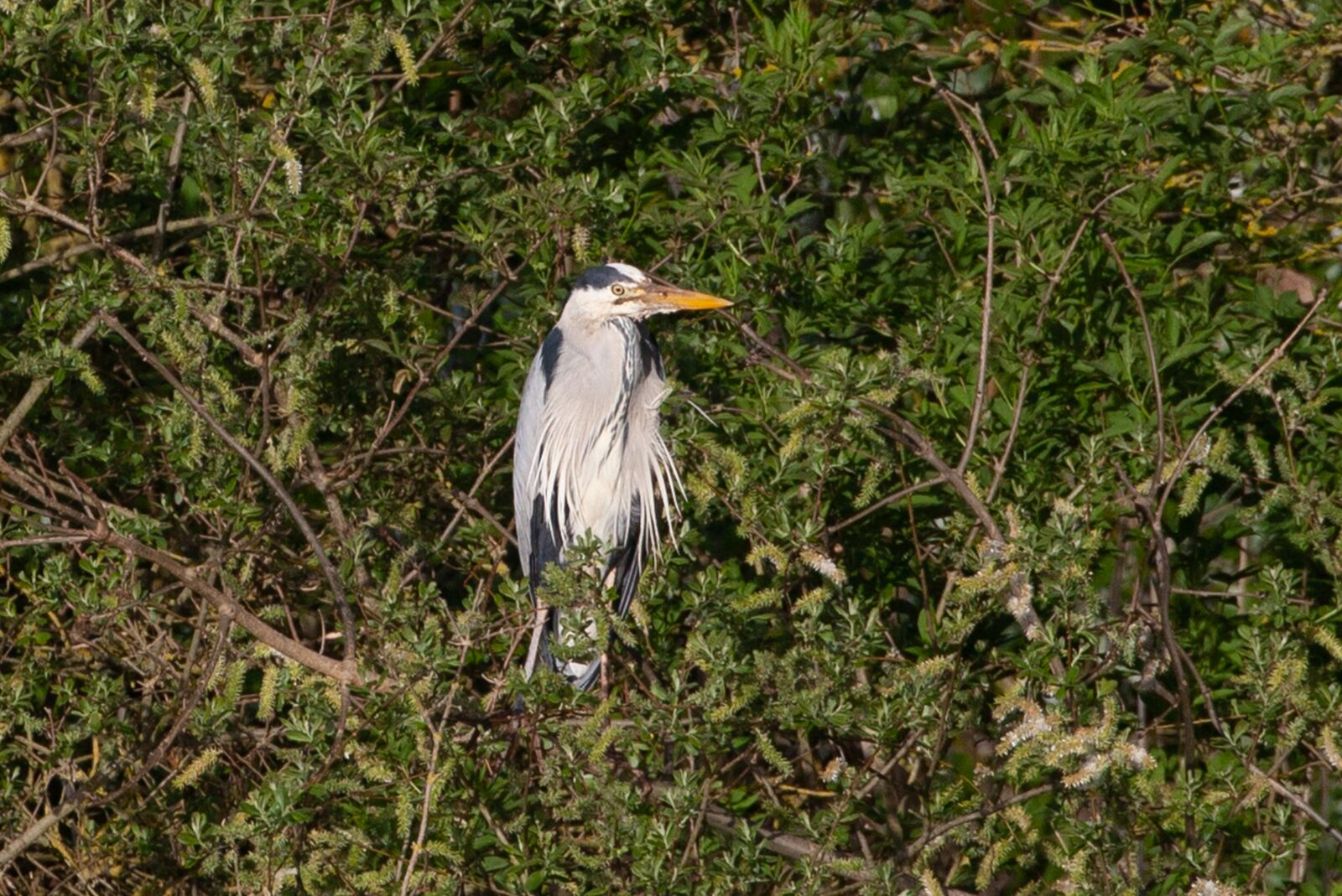 Canon EOS 5D Mark II + Canon EF 100-400mm F4.5-5.6L IS II USM sample photo. Nesting heron, blue heron photography