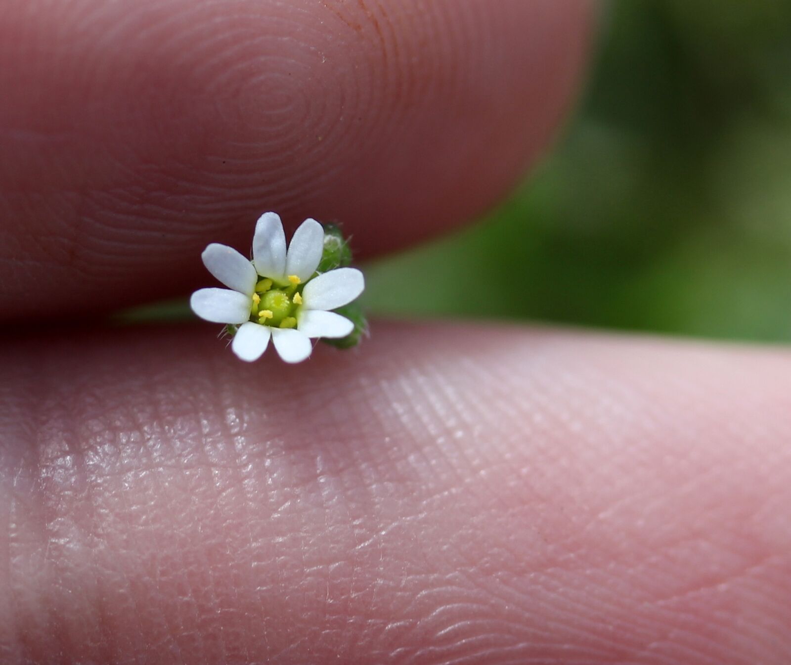 Canon EF-S 60mm F2.8 Macro USM sample photo. Flower, white, small photography