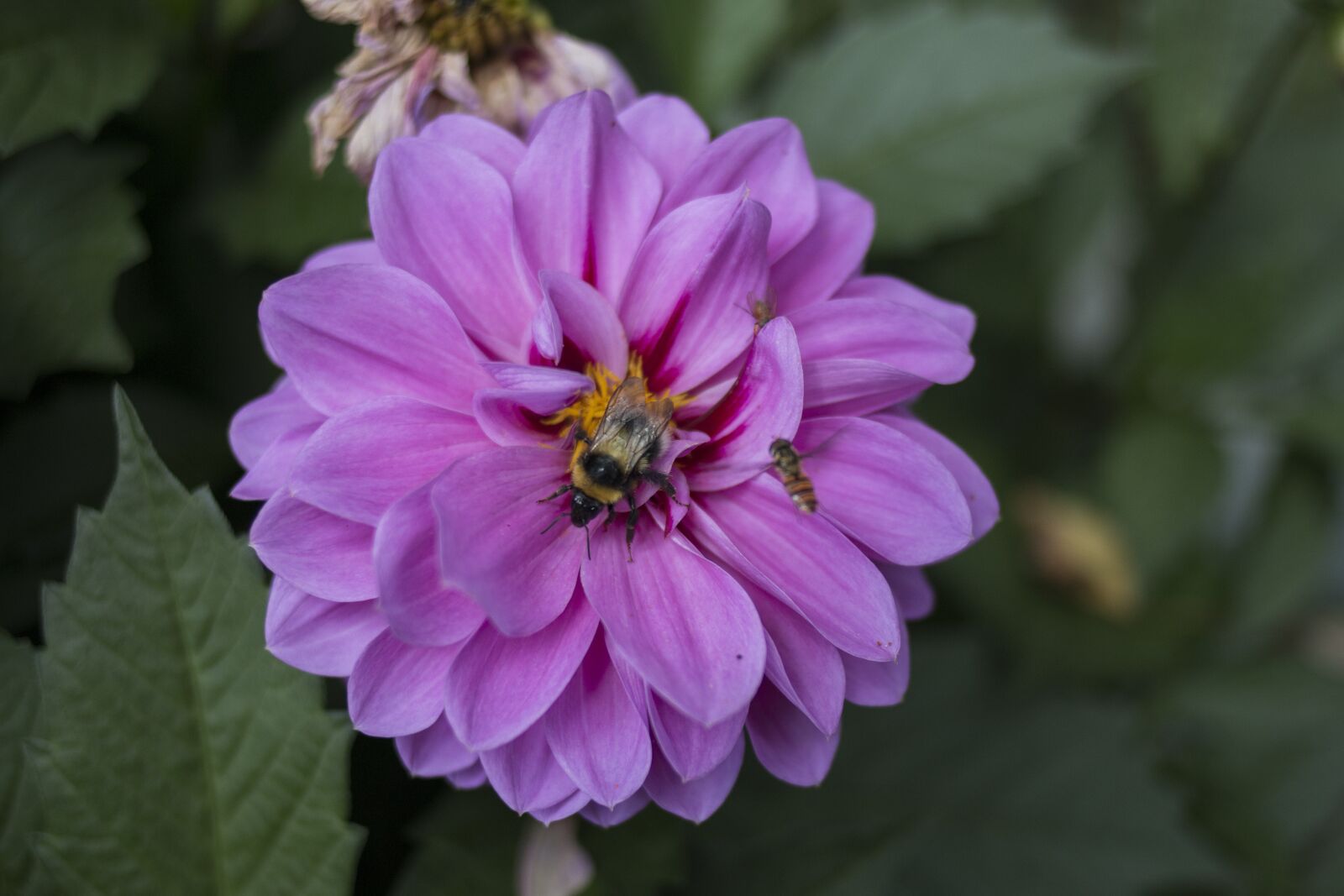 Canon EOS 70D + Canon EF 35mm F2 sample photo. Flower, insect, macro photography