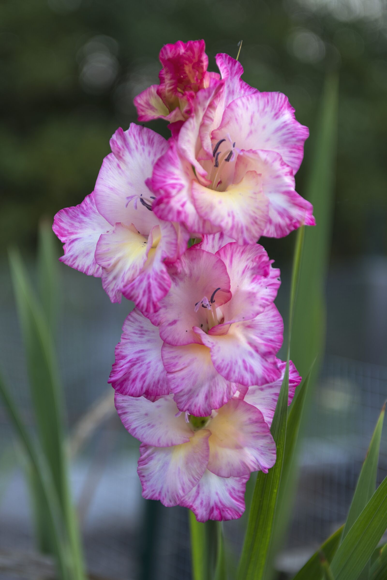 Nikon D810 sample photo. Gladiolus, flower, pink photography