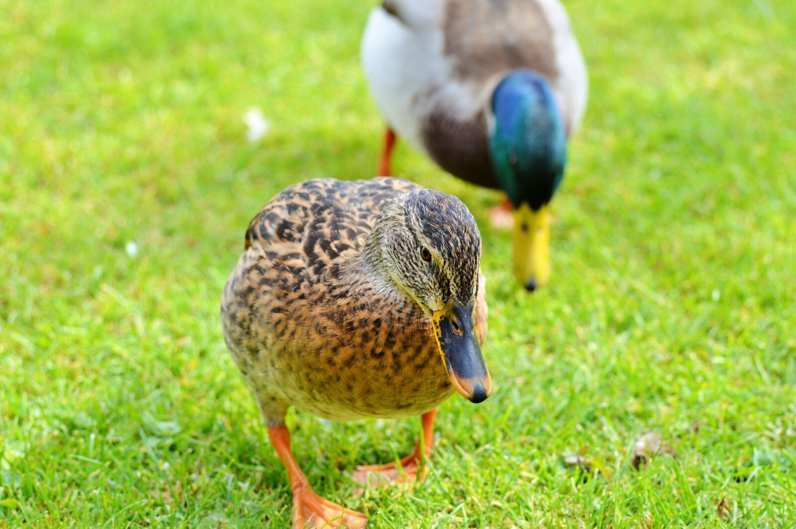 Nikon D3200 sample photo. Ducks, waterfowl, mallard photography