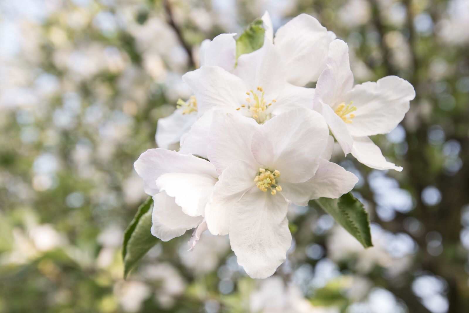 Nikon D750 sample photo. Cherry blossom, cherries, cherry photography