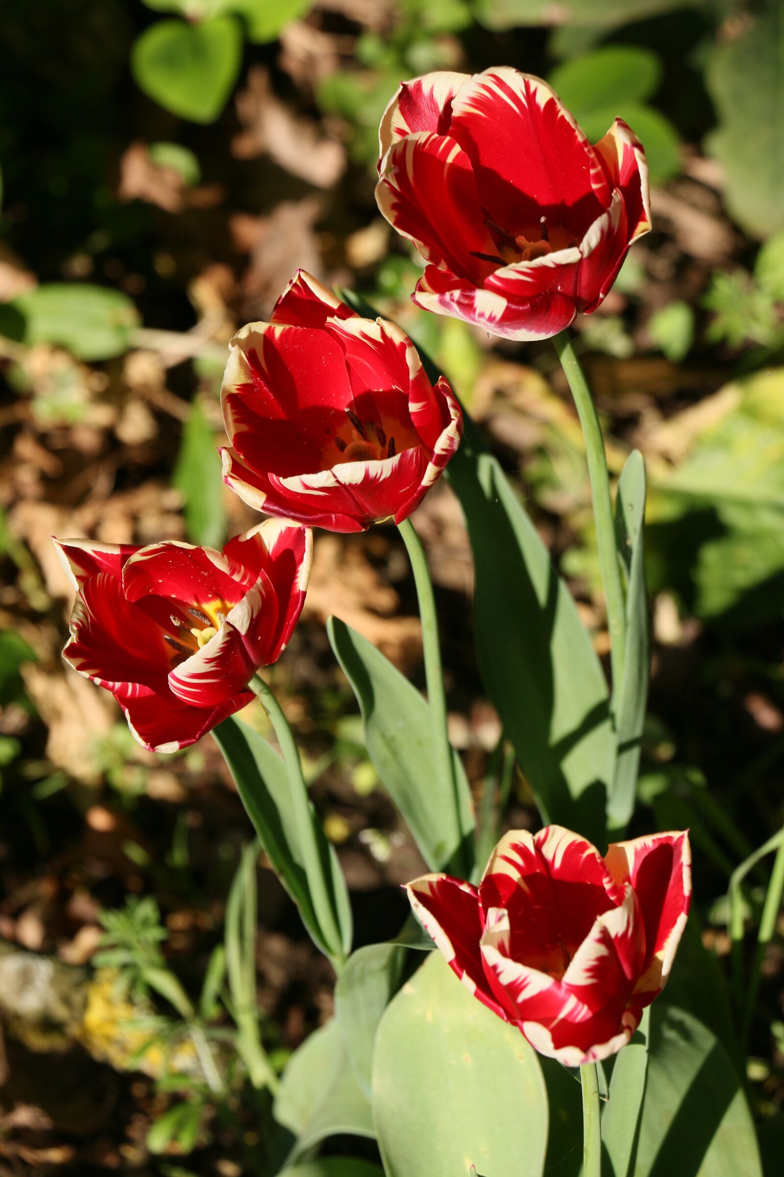 Canon EOS 70D sample photo. Striped tulip, red, flower photography