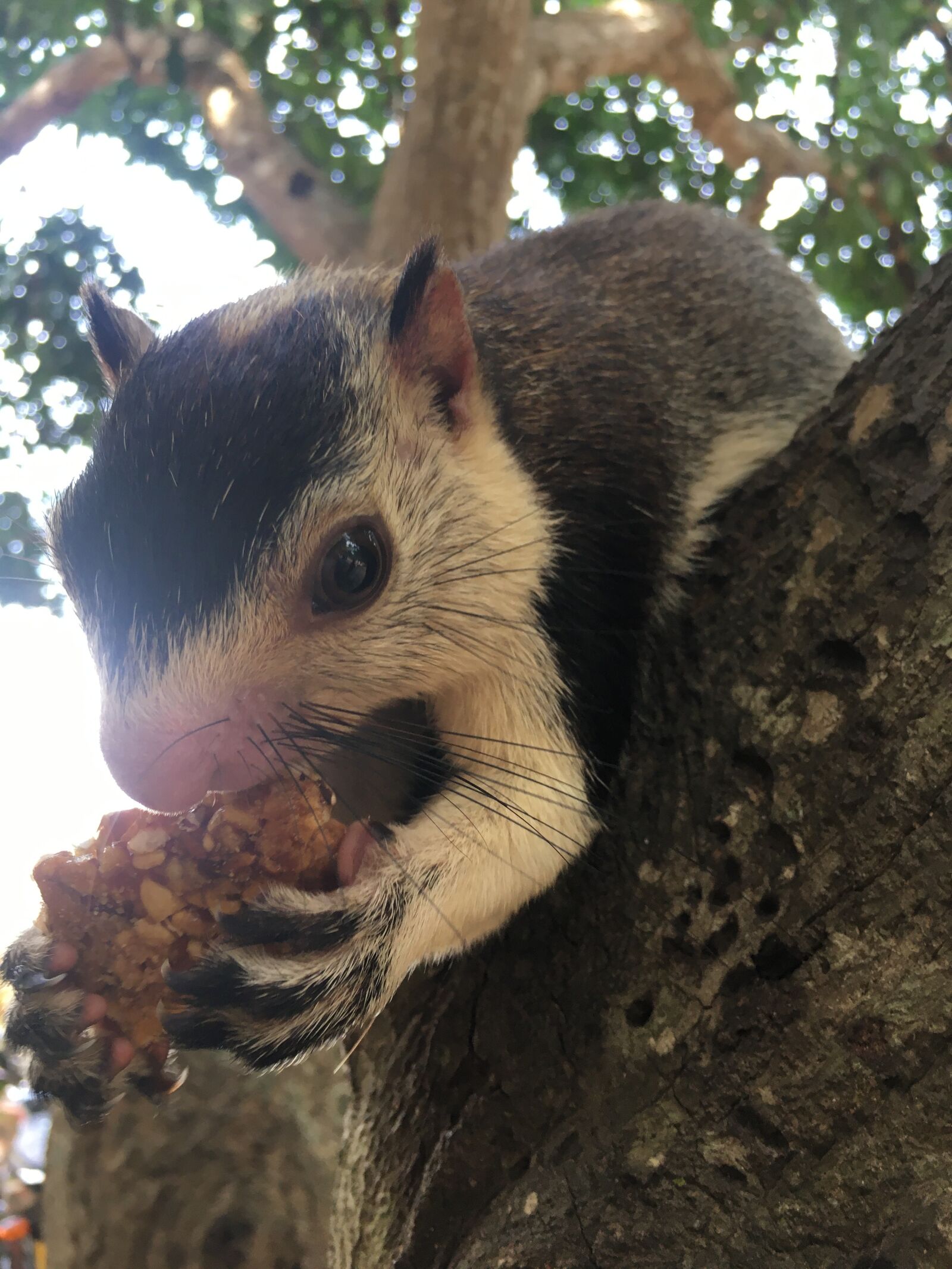 Apple iPhone 6s sample photo. Flying squirrel, tree, nature photography