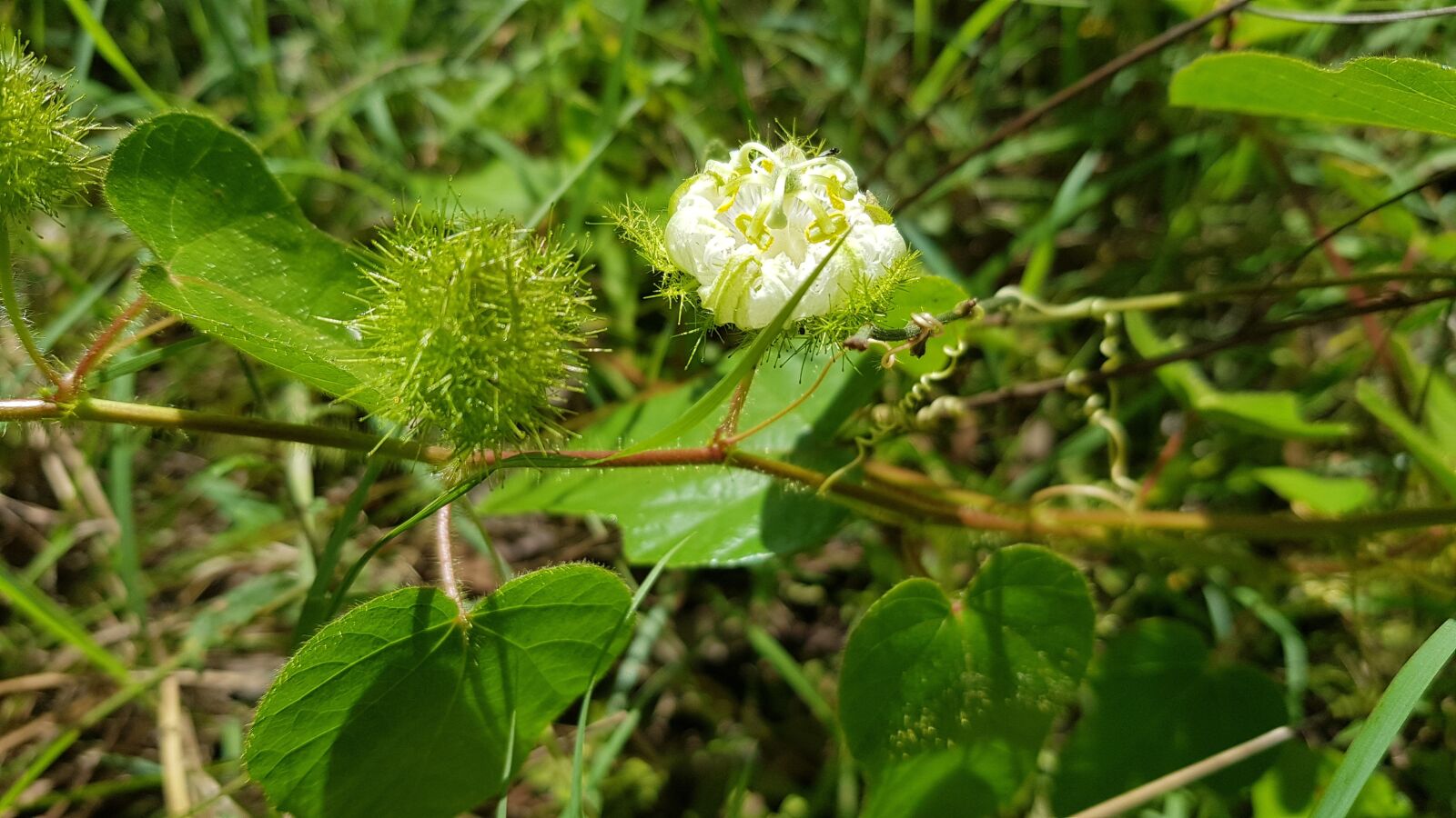 Samsung Galaxy S8 sample photo. Flowers, garden, bloom photography