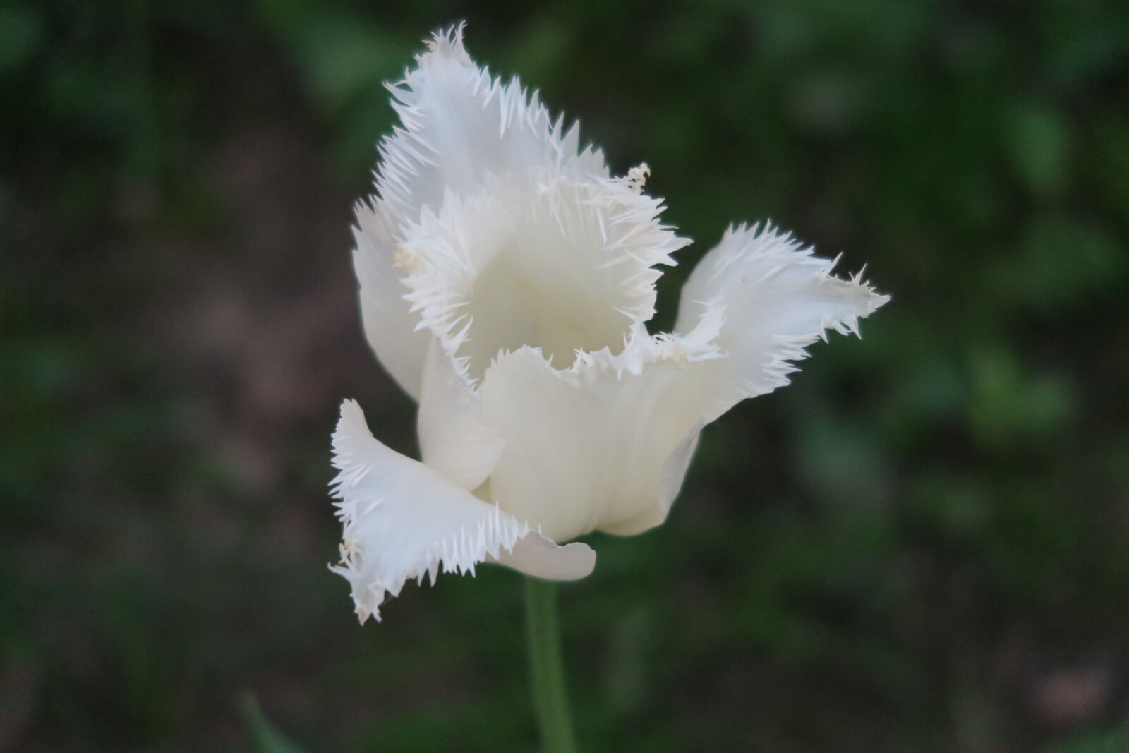 Canon PowerShot G7 X sample photo. Flowers, tulip, white flowers photography