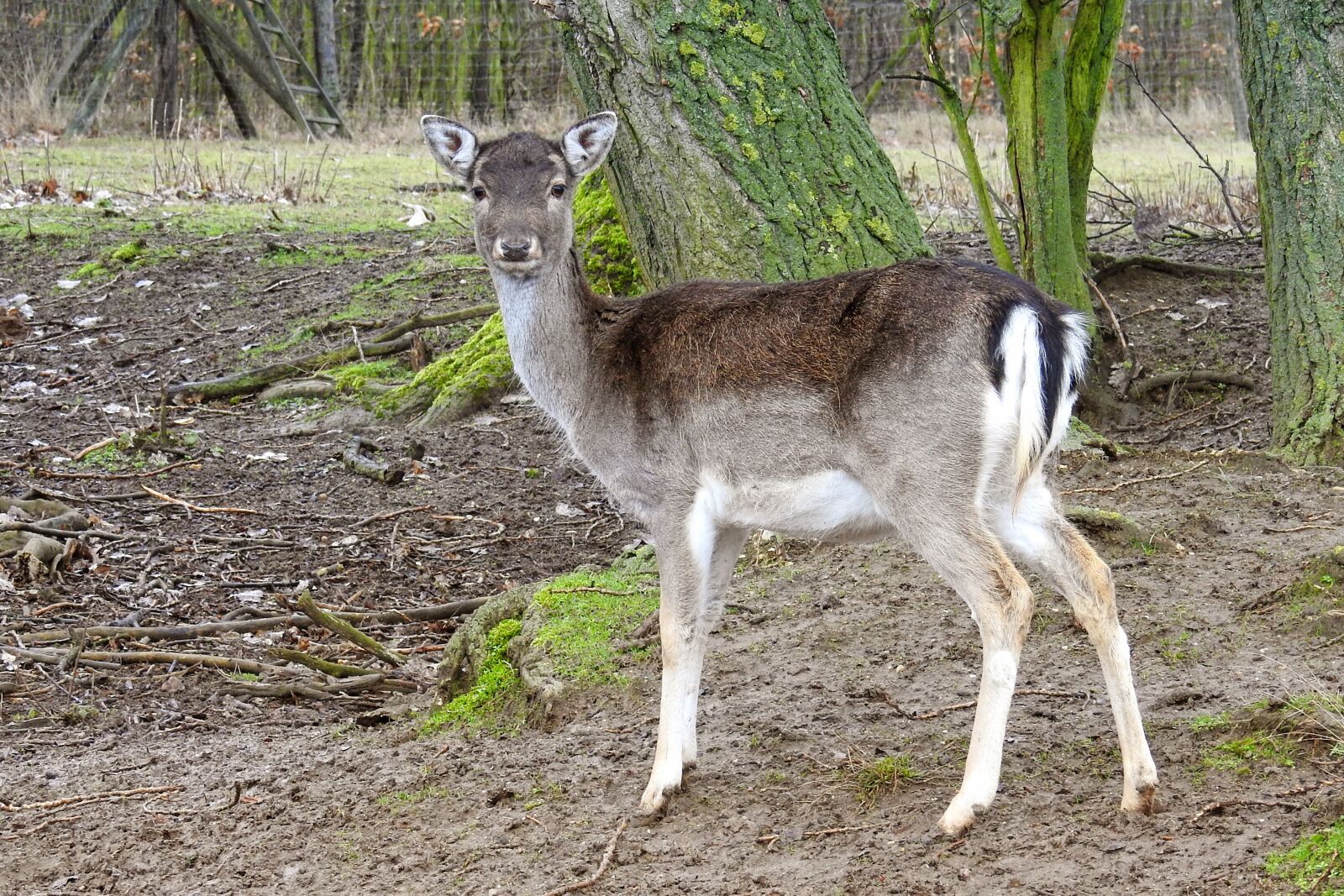 Nikon Coolpix P900 sample photo. Roe deer, forest, fallow photography