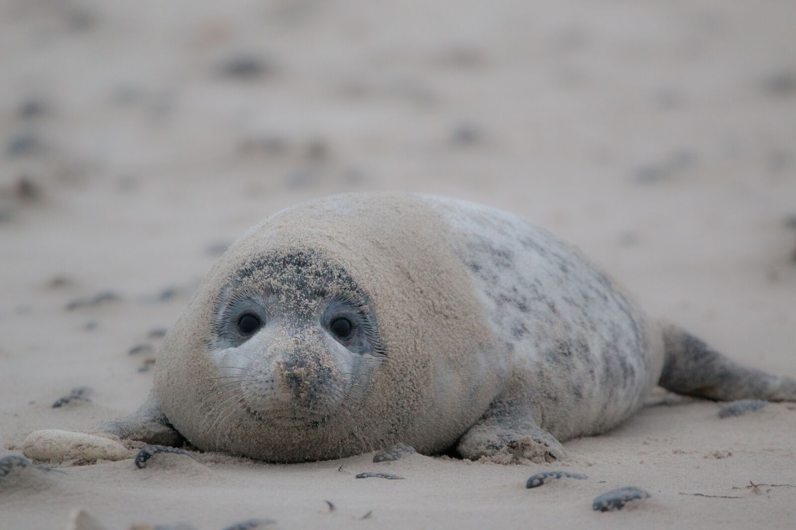 150-600mm F5-6.3 DG OS HSM | Contemporary 015 sample photo. Grey seal, robbe, halichoerus photography