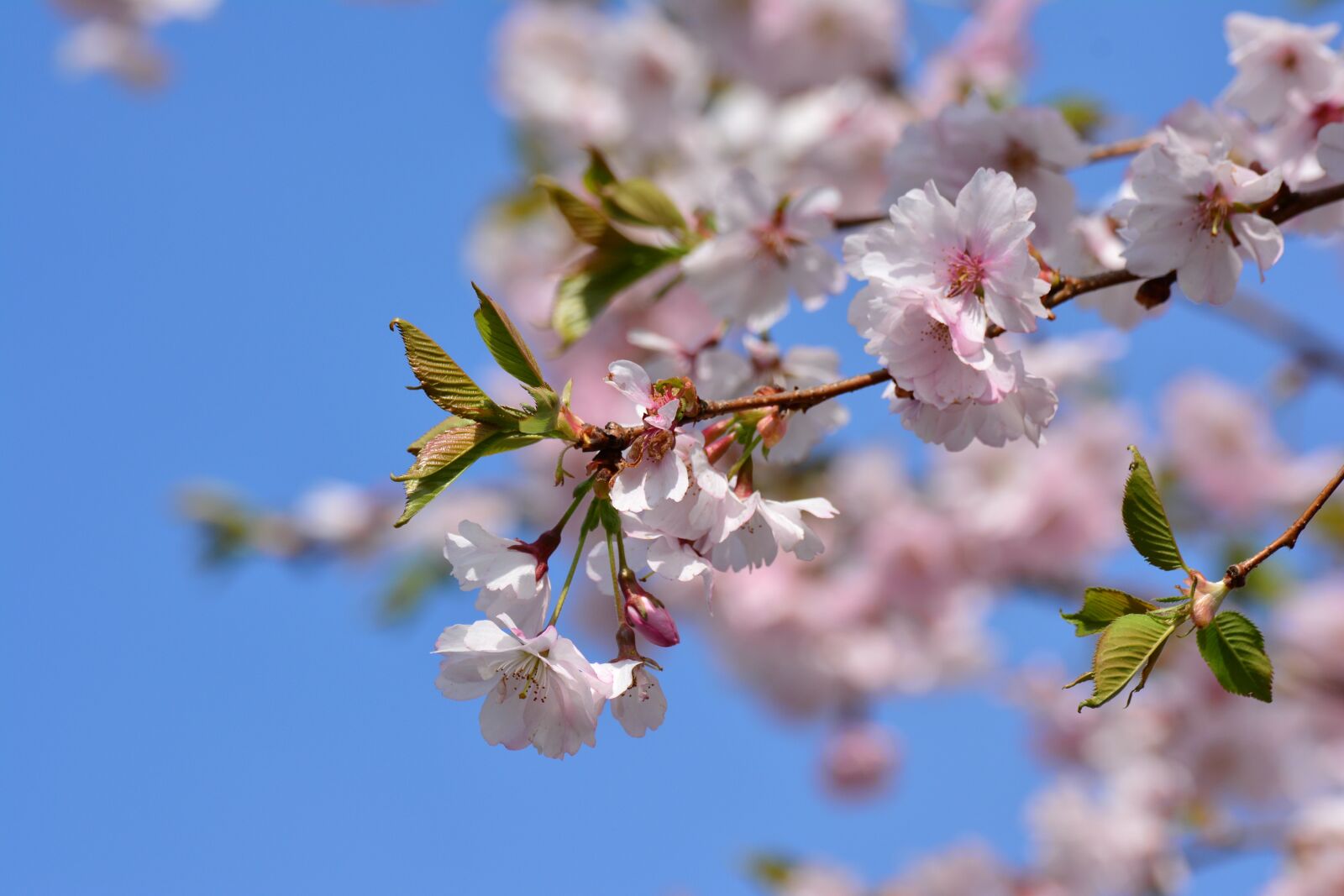 Nikon D5200 sample photo. Cherry blossoms, japanese cherry photography