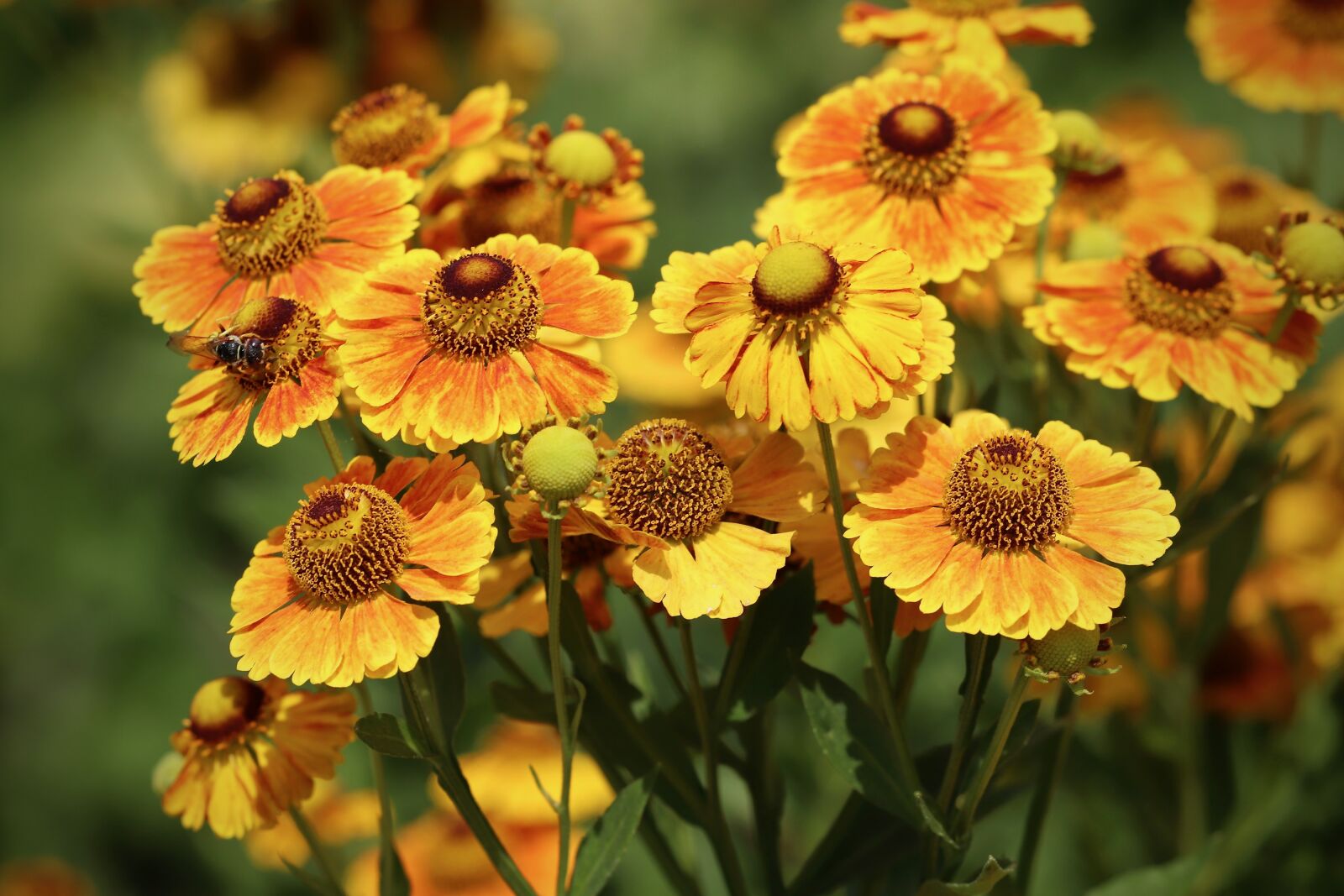Canon EOS 800D (EOS Rebel T7i / EOS Kiss X9i) sample photo. Helenium, sun brews, flowers photography
