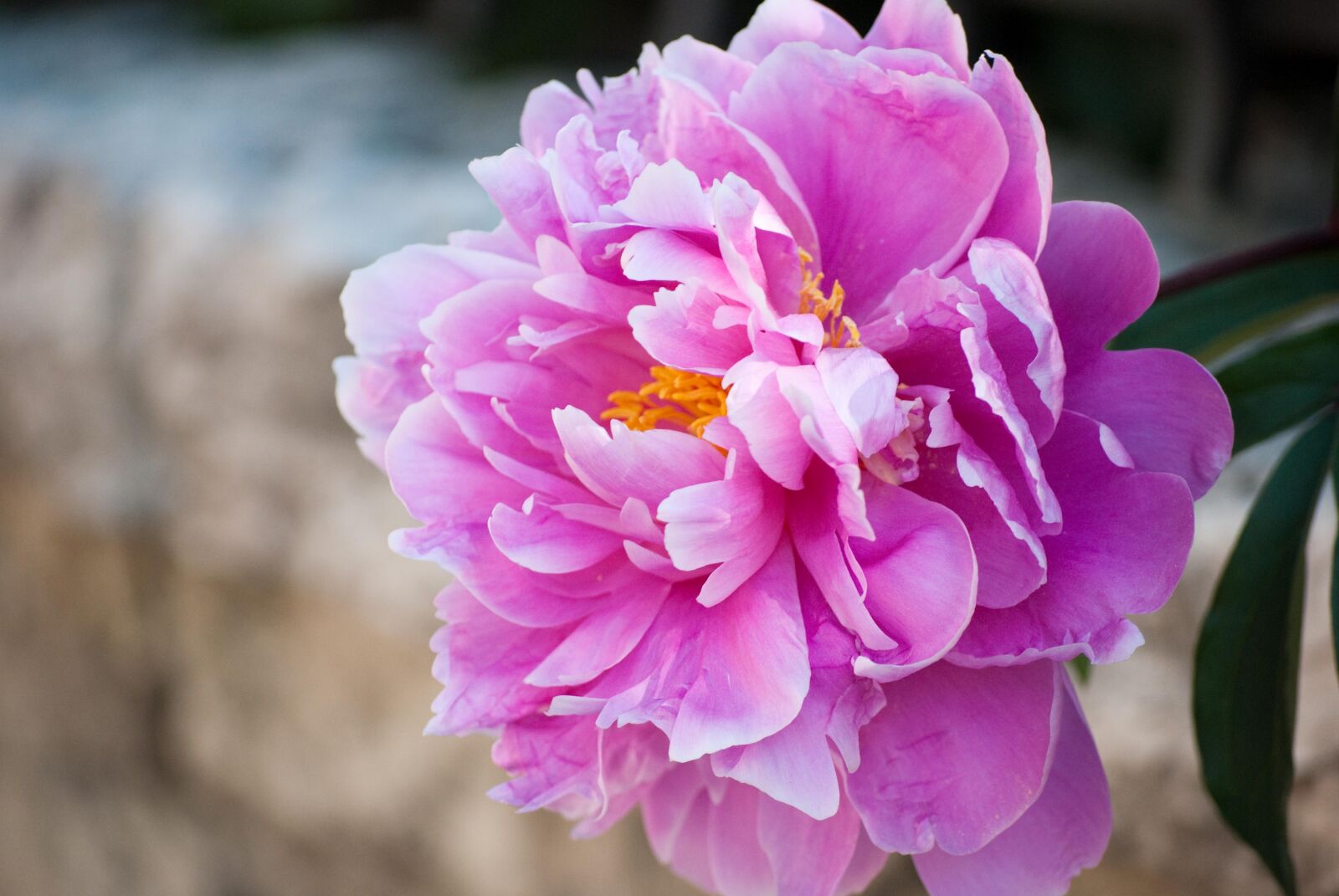 Nikon D60 sample photo. Flowers, dalia, nature photography
