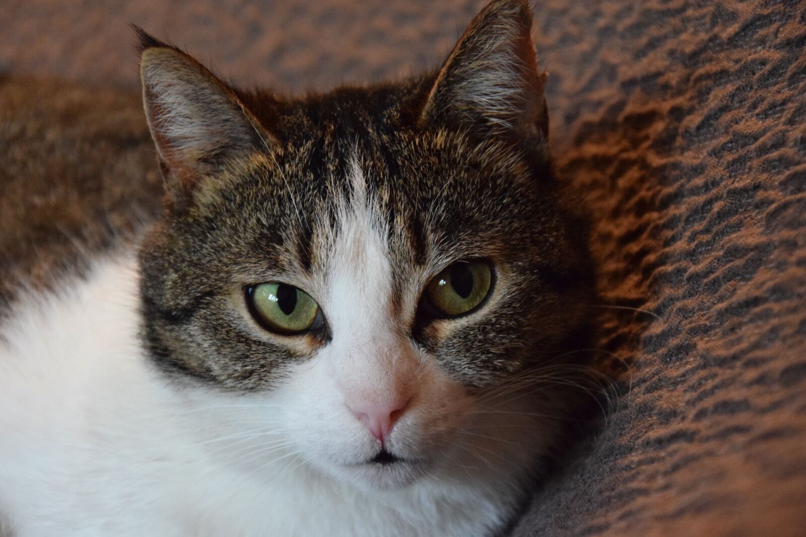 Nikon D3300 sample photo. Cat, animals, pet photography