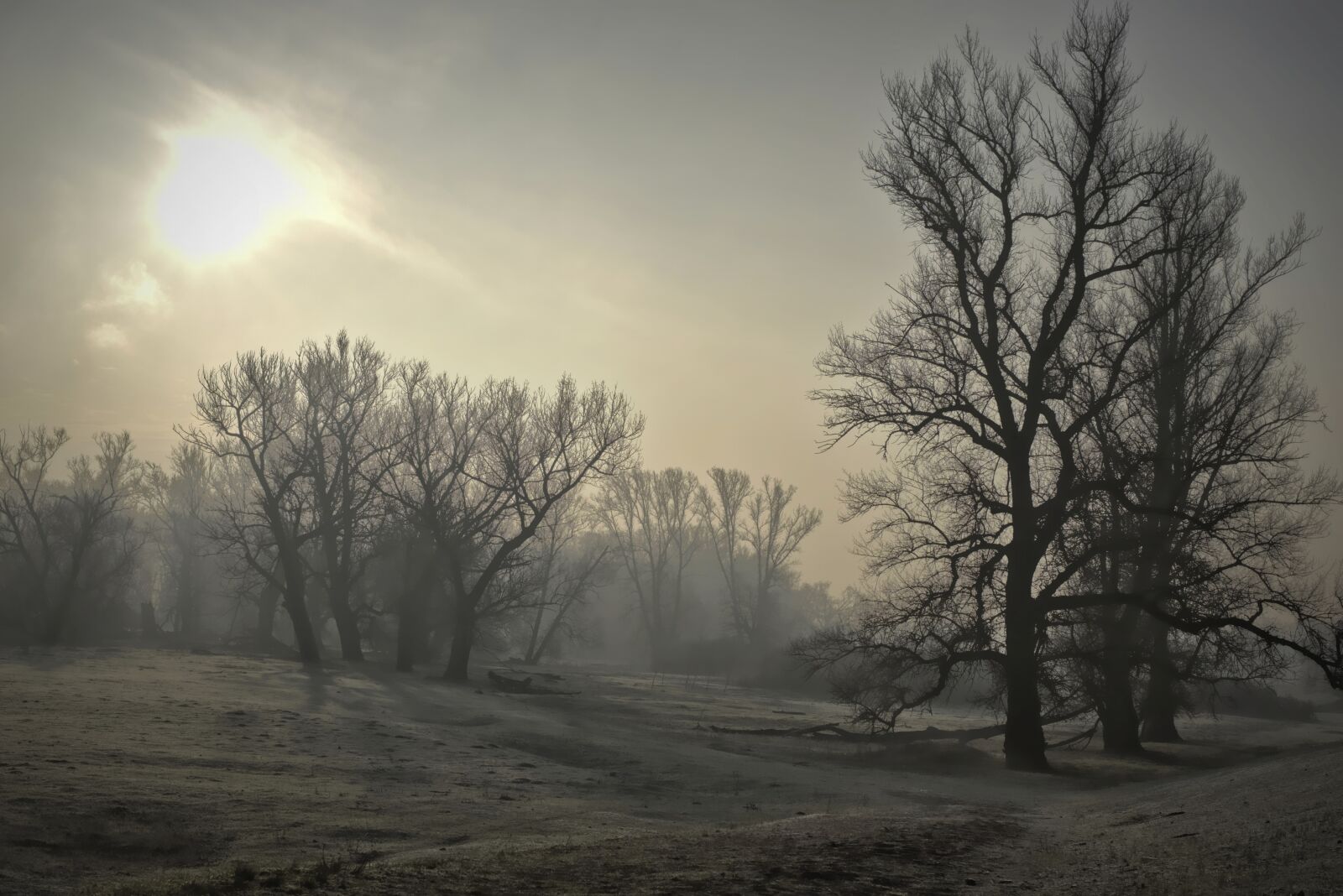 Nikon D5600 sample photo. Landscape, fog, morgenstimmung photography