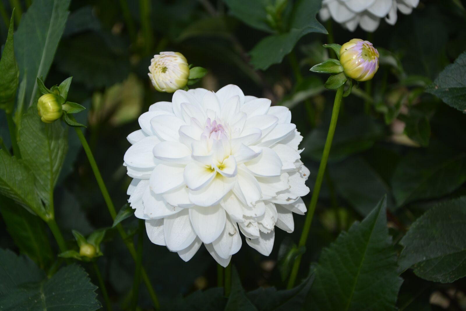 Nikon D5200 sample photo. White flowers, garden, nature photography
