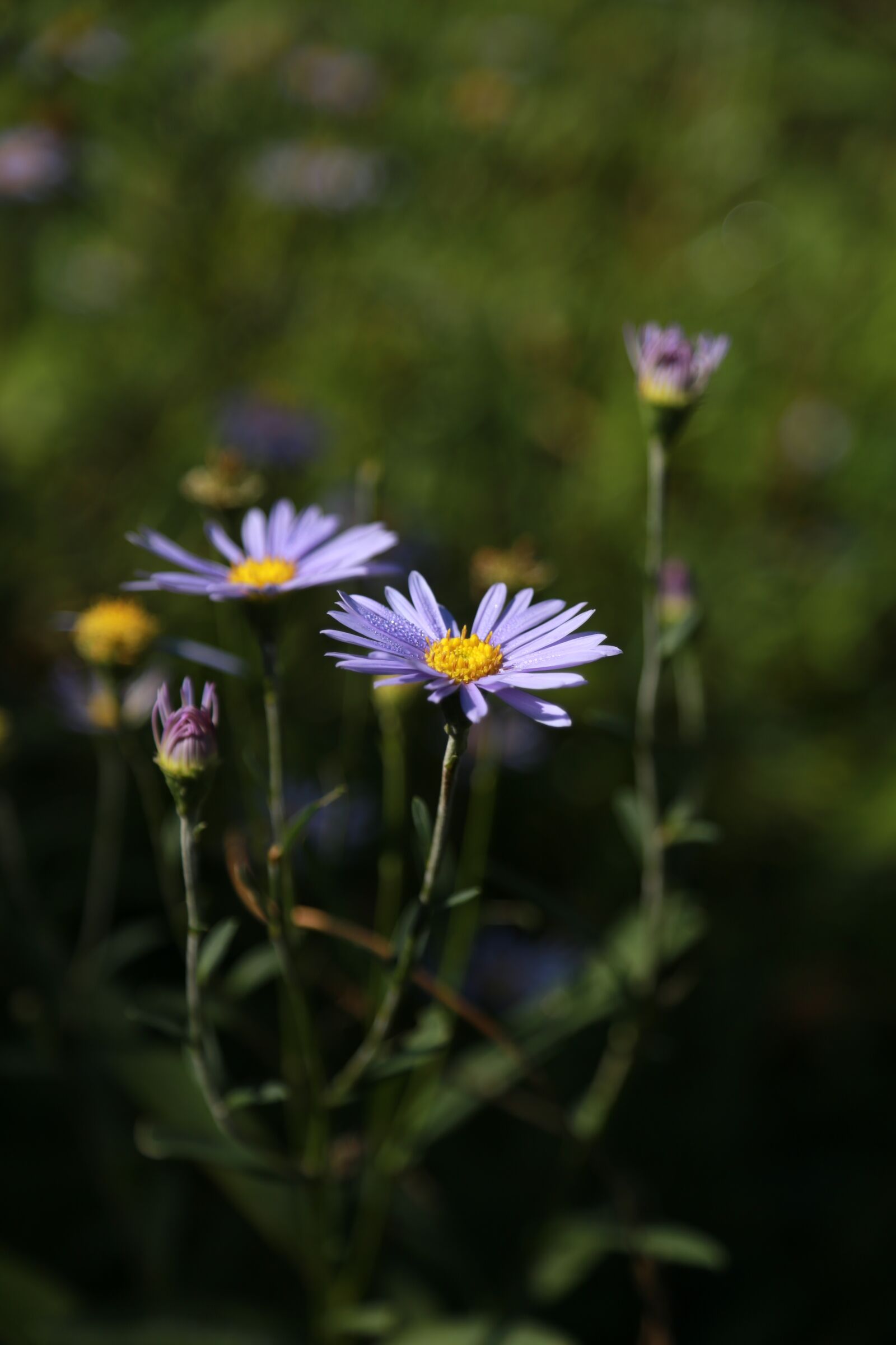 Canon EOS 6D + Canon EF 24-105mm F4L IS USM sample photo. Chrysanthemum, flowers, gujeolcho photography