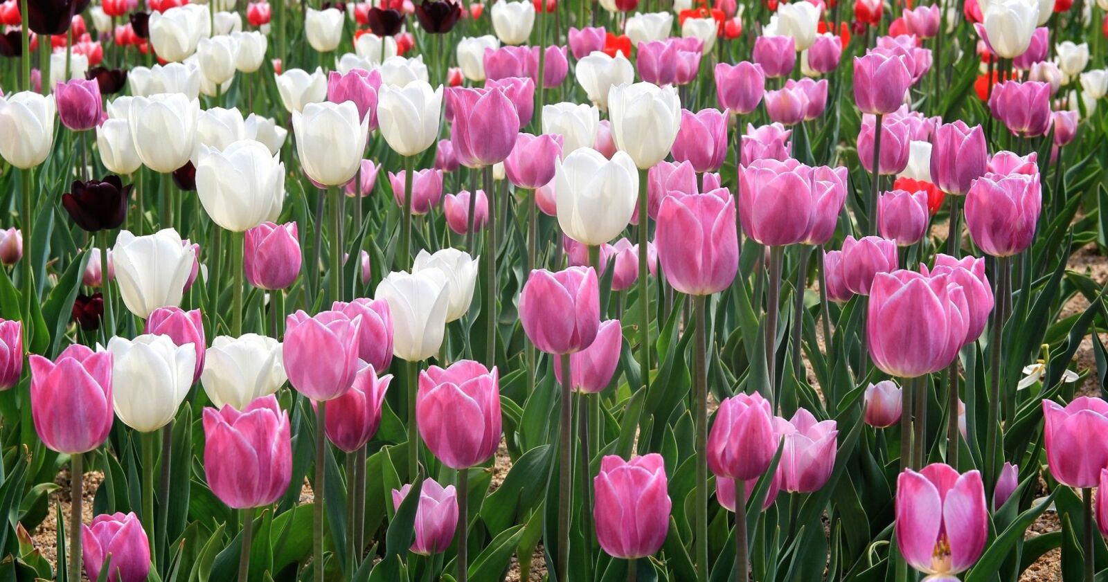 Canon EOS 60D sample photo. Churros script, flowers, sunny photography