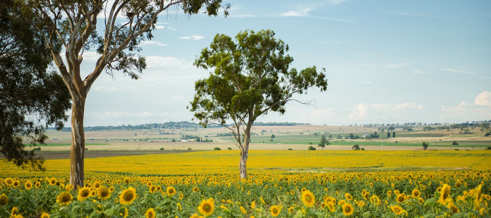 Nikon D800 sample photo. Field, nature, nobody photography