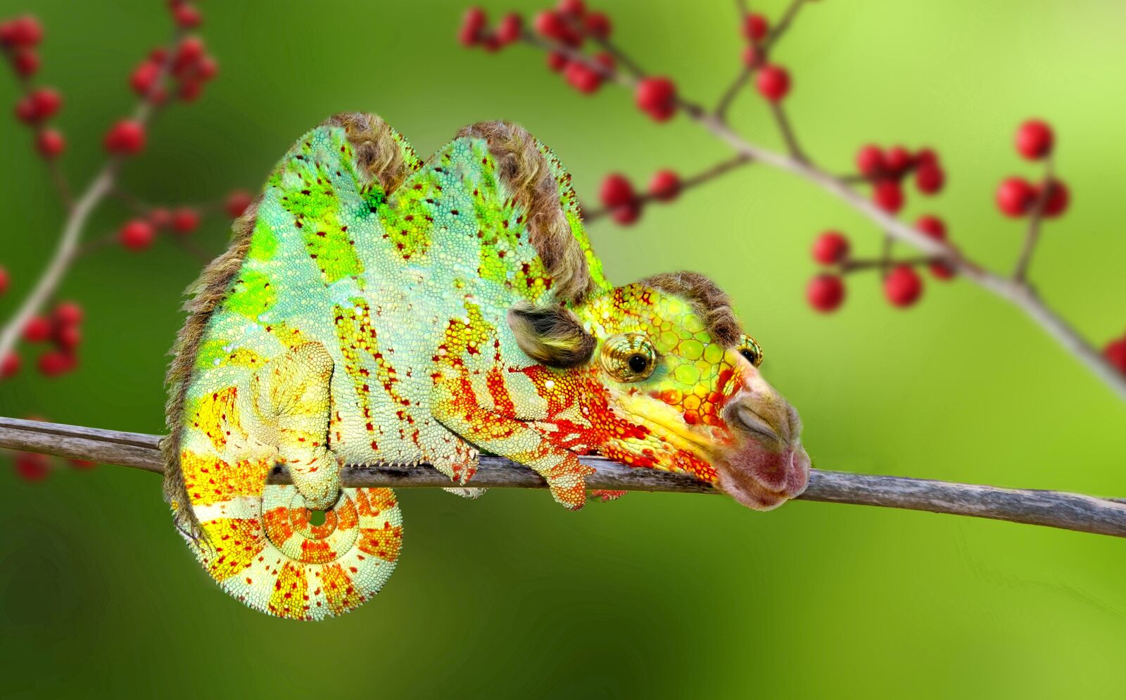 Nikon Coolpix P900 sample photo. Digiart, camel, chameleon photography
