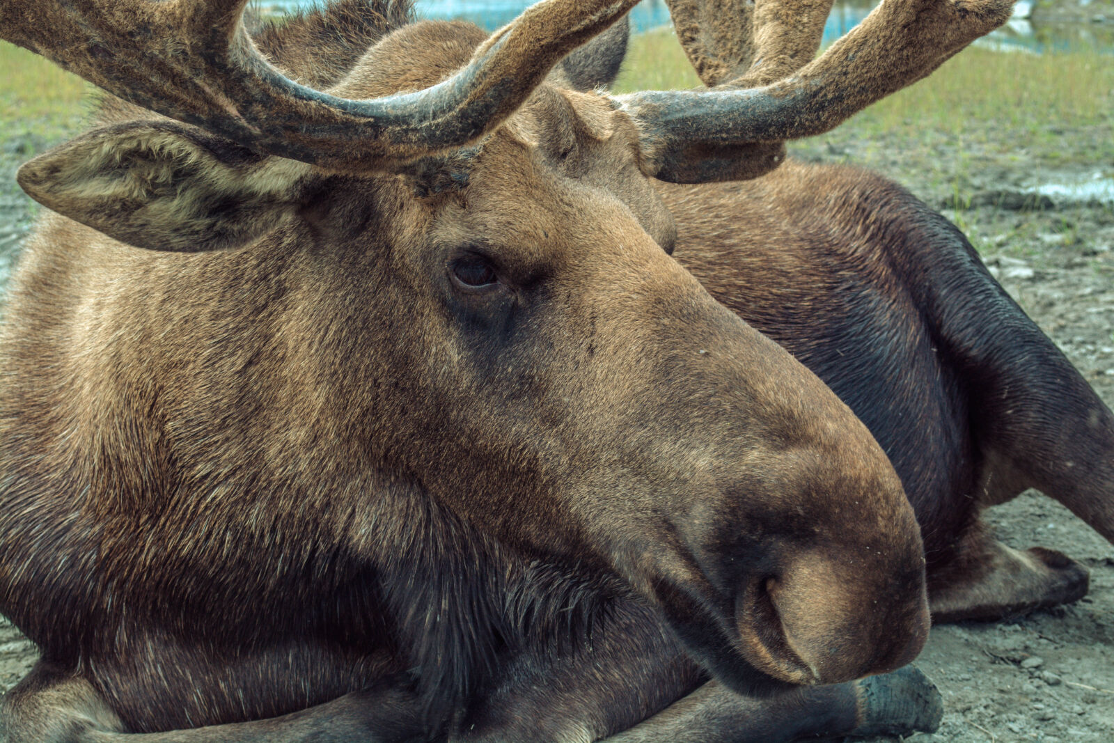 Nikon D5200 sample photo. Animal, antler, big, close photography
