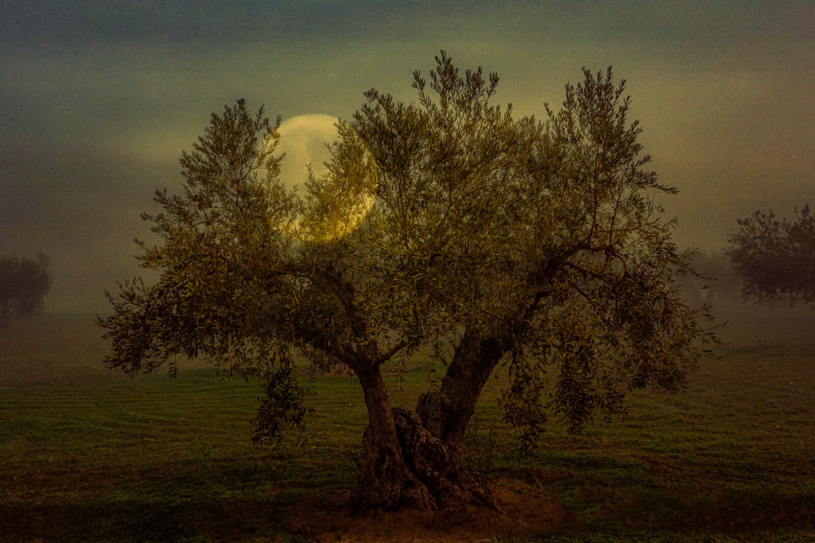Nikon D7100 sample photo. Tree, moon, fog photography