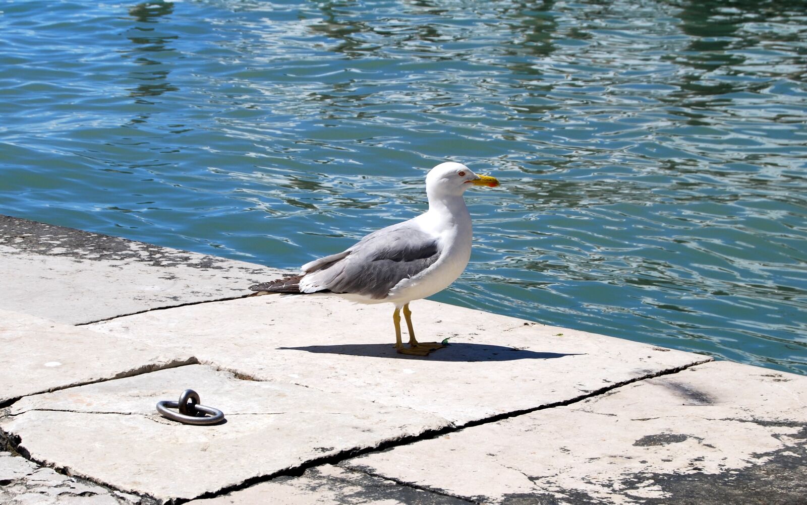 Nikon D60 sample photo. Seagull, sea, water photography