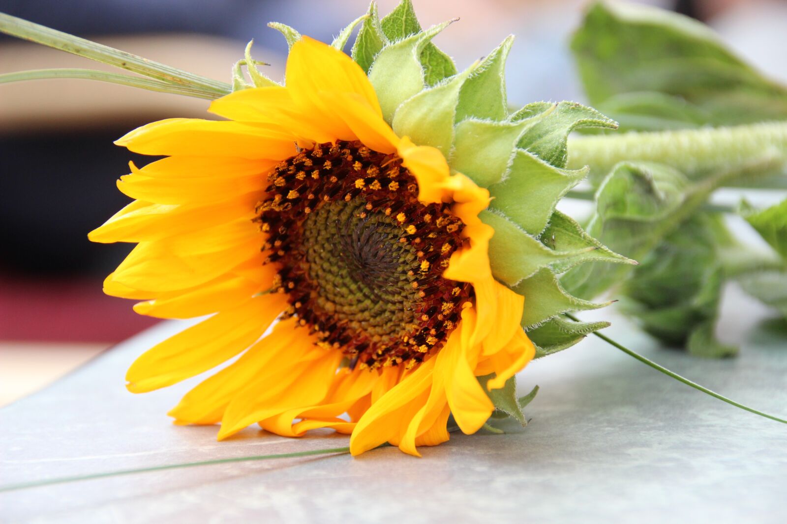 Canon EOS 600D (Rebel EOS T3i / EOS Kiss X5) sample photo. Sunflower, flower, yellow photography