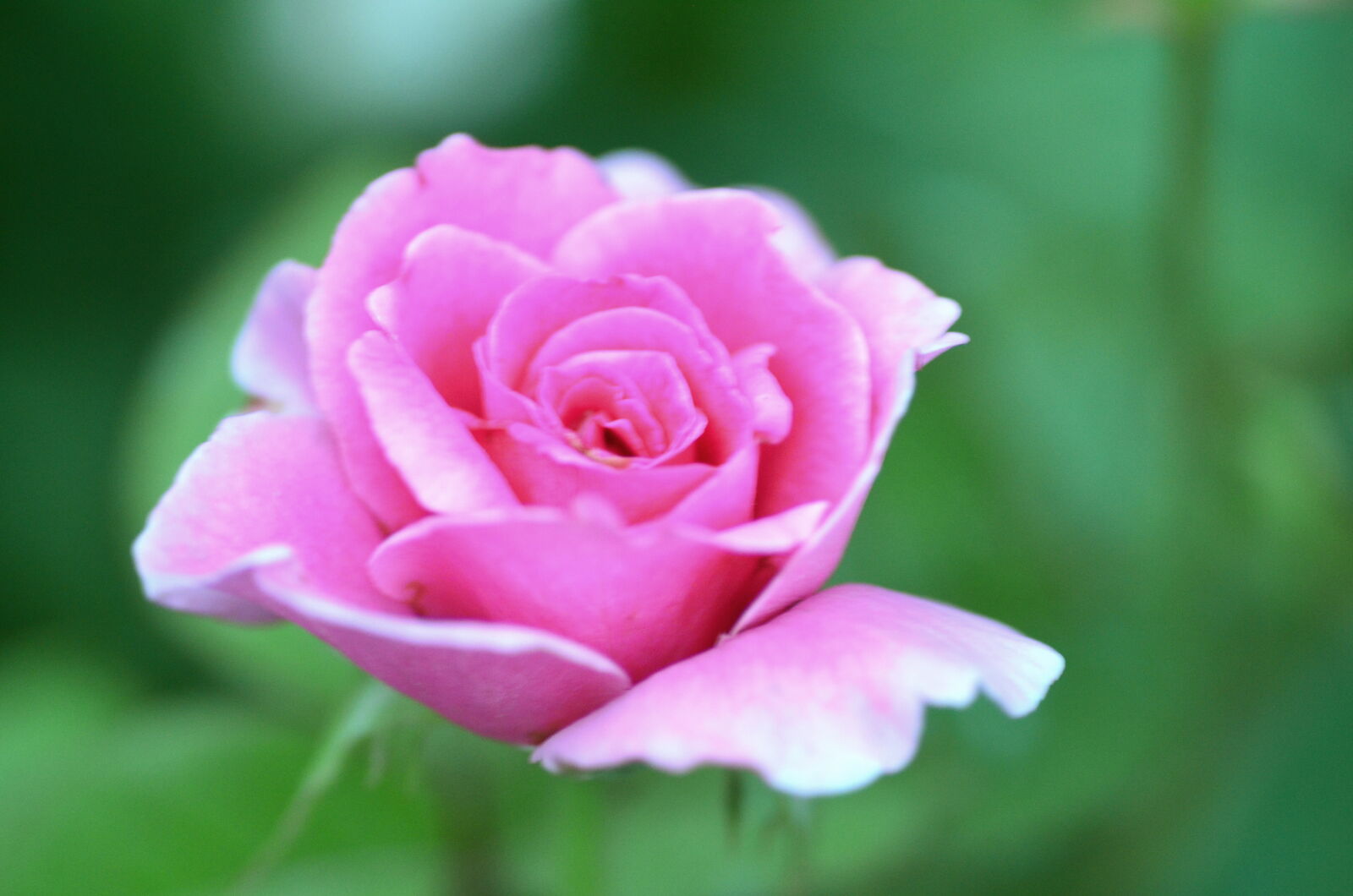 Nikon D7000 sample photo