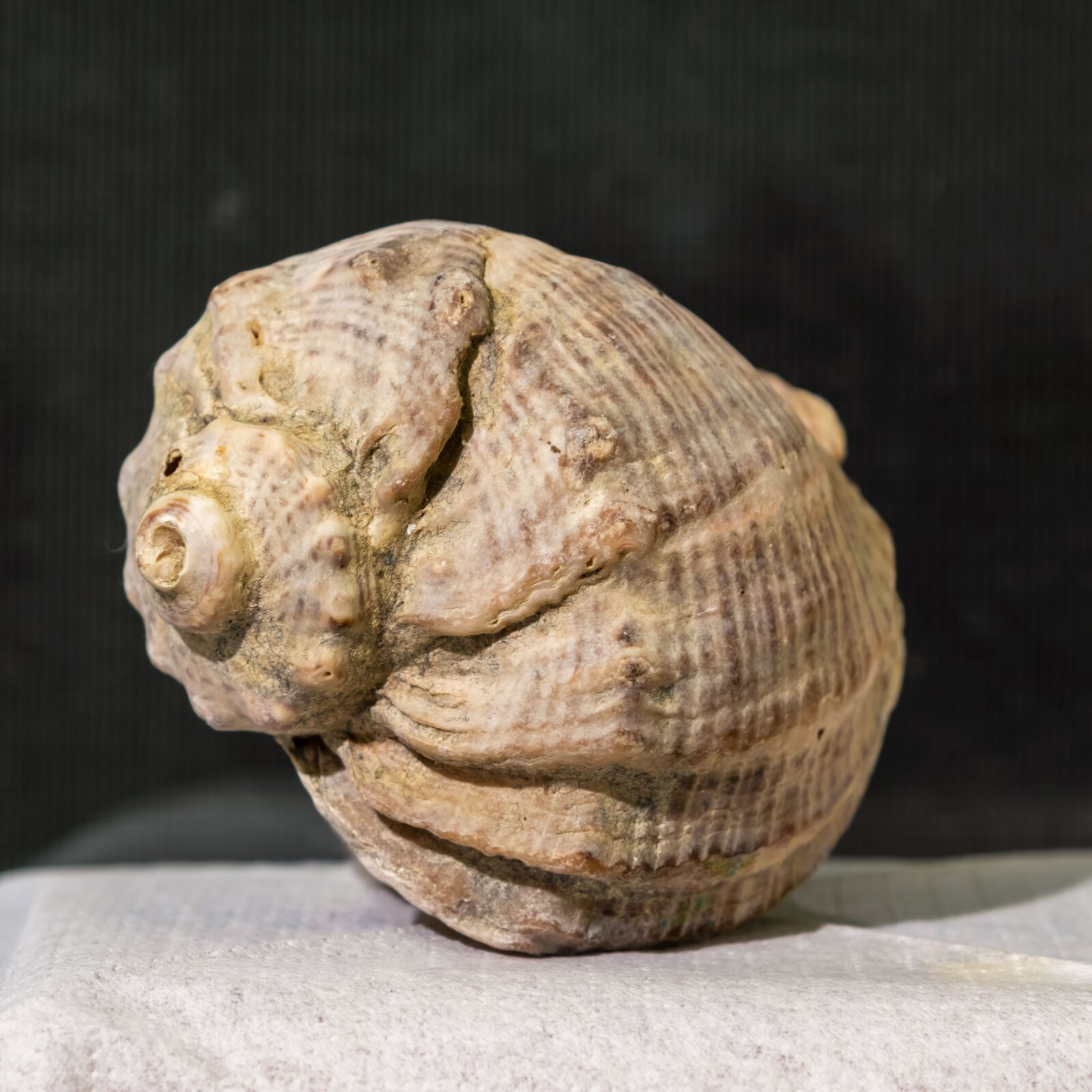 Nikon D850 sample photo. Last ra, shell, m photography